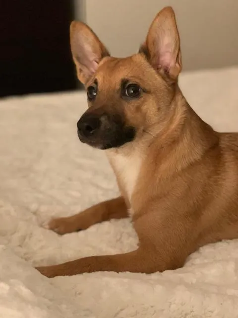 Pets in Hotel Cormoran Riccione