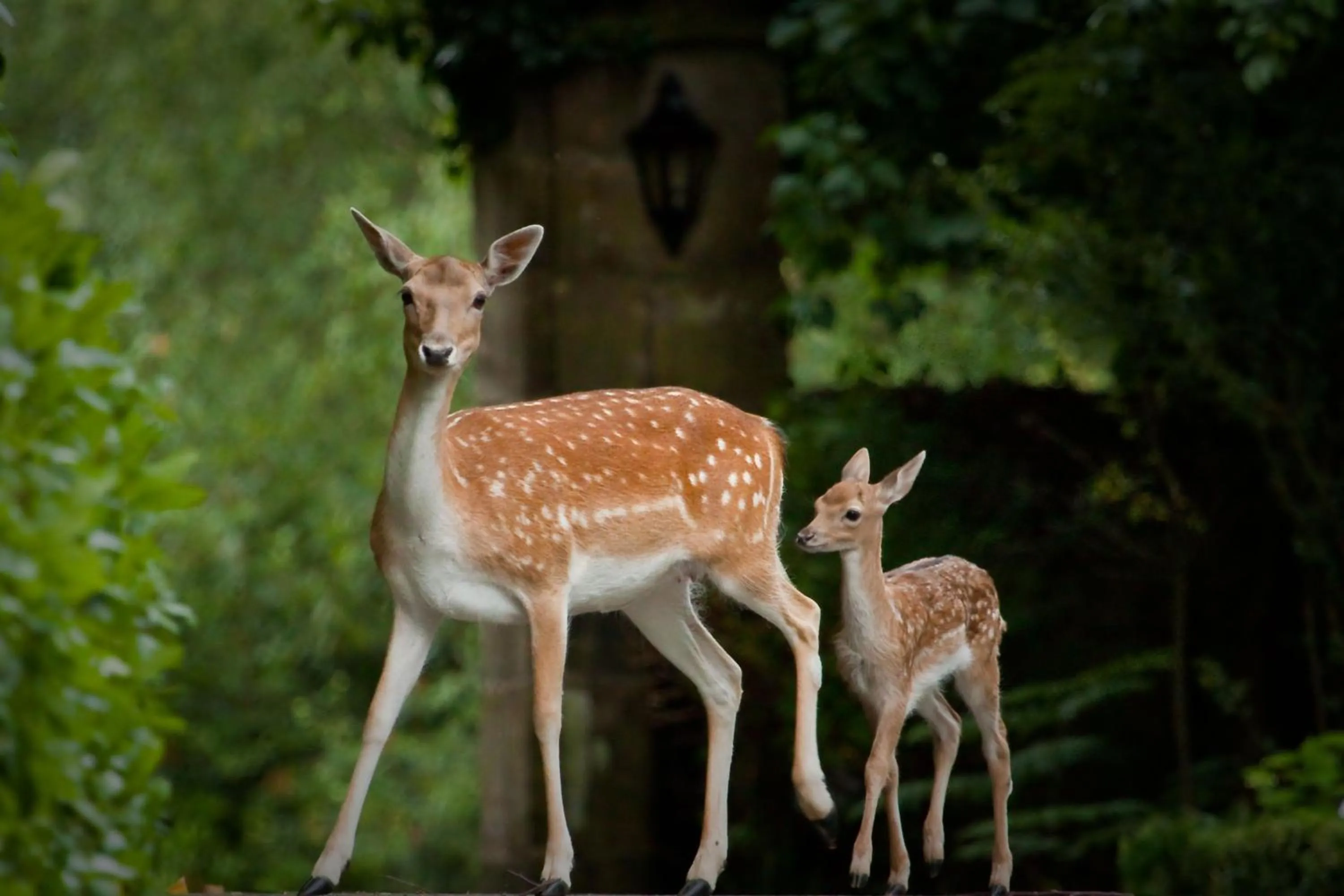 Animals in Ashdown Park Hotel