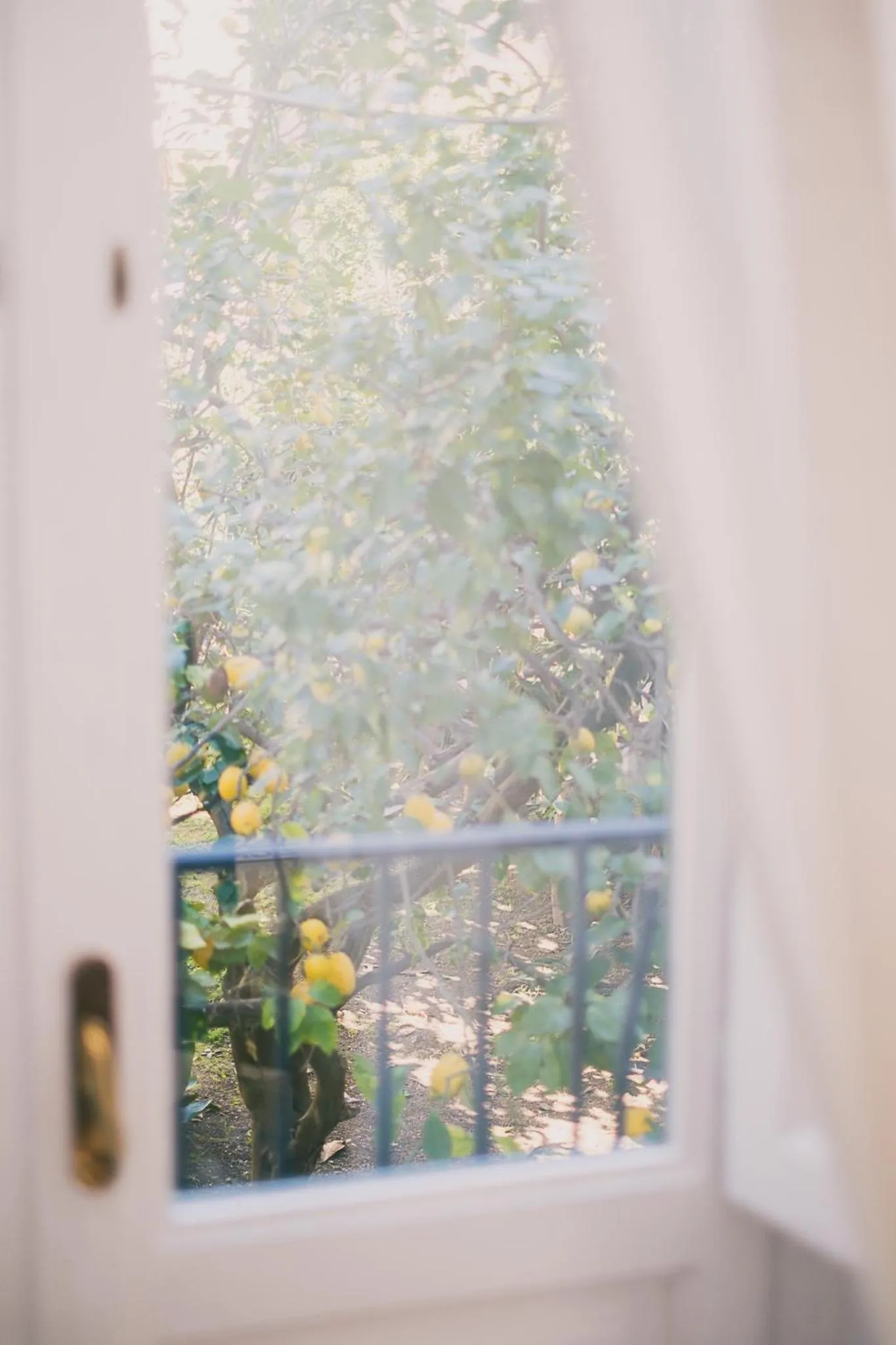 Garden view in Antico Palazzo Scala