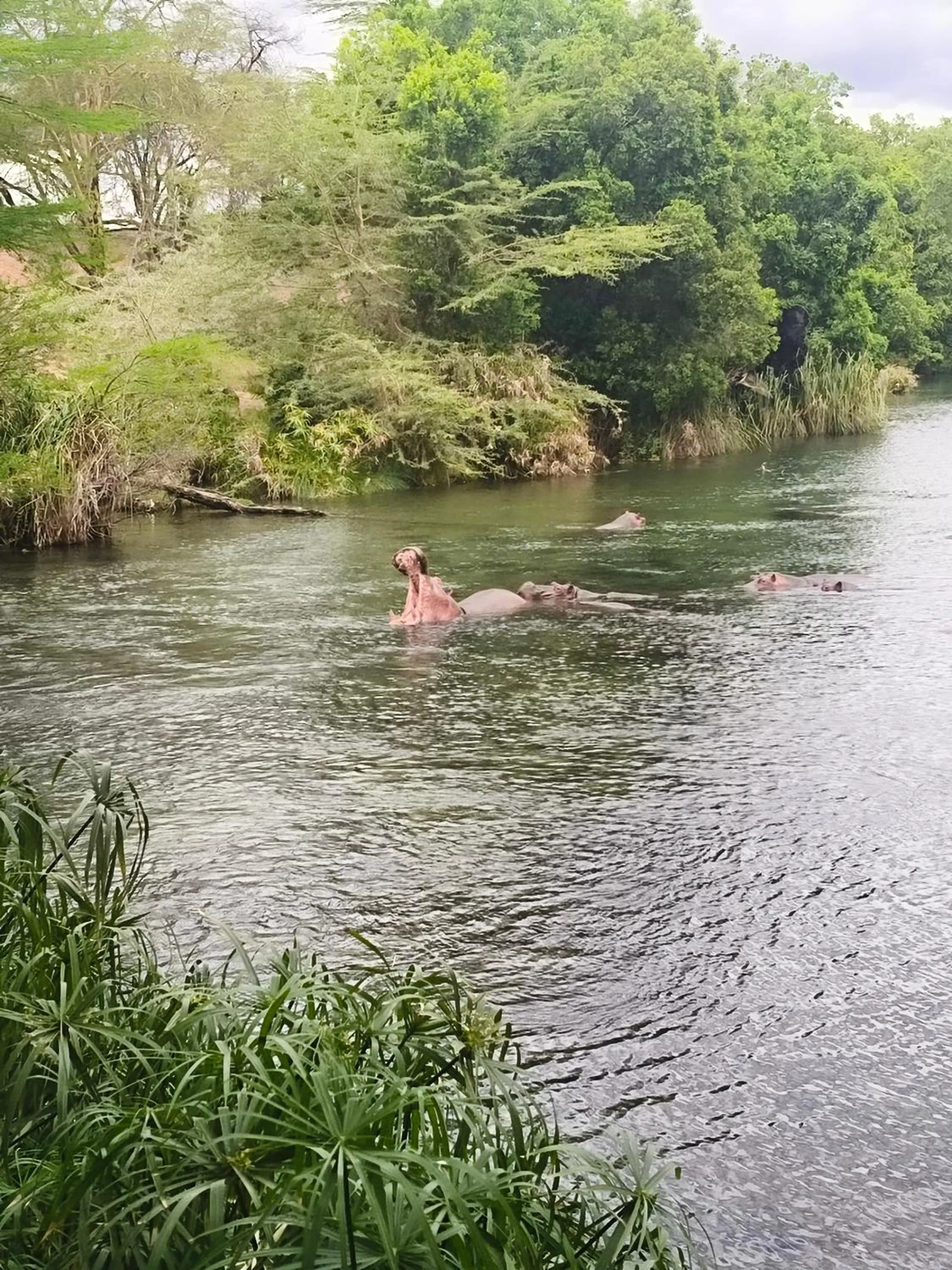 Spring in Tausa Tsavo Eco Lodge