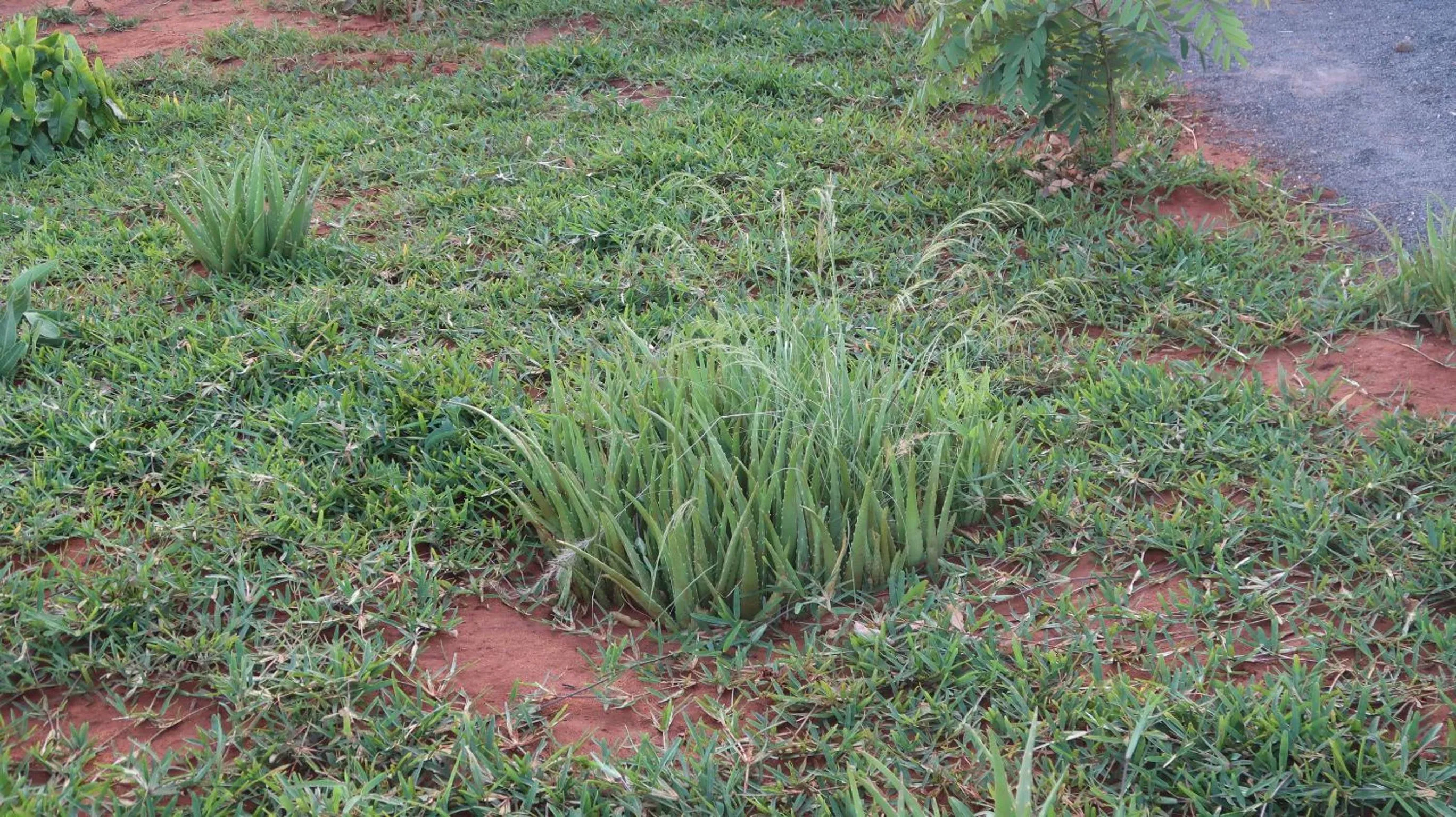Natural landscape in Tausa Tsavo Eco Lodge