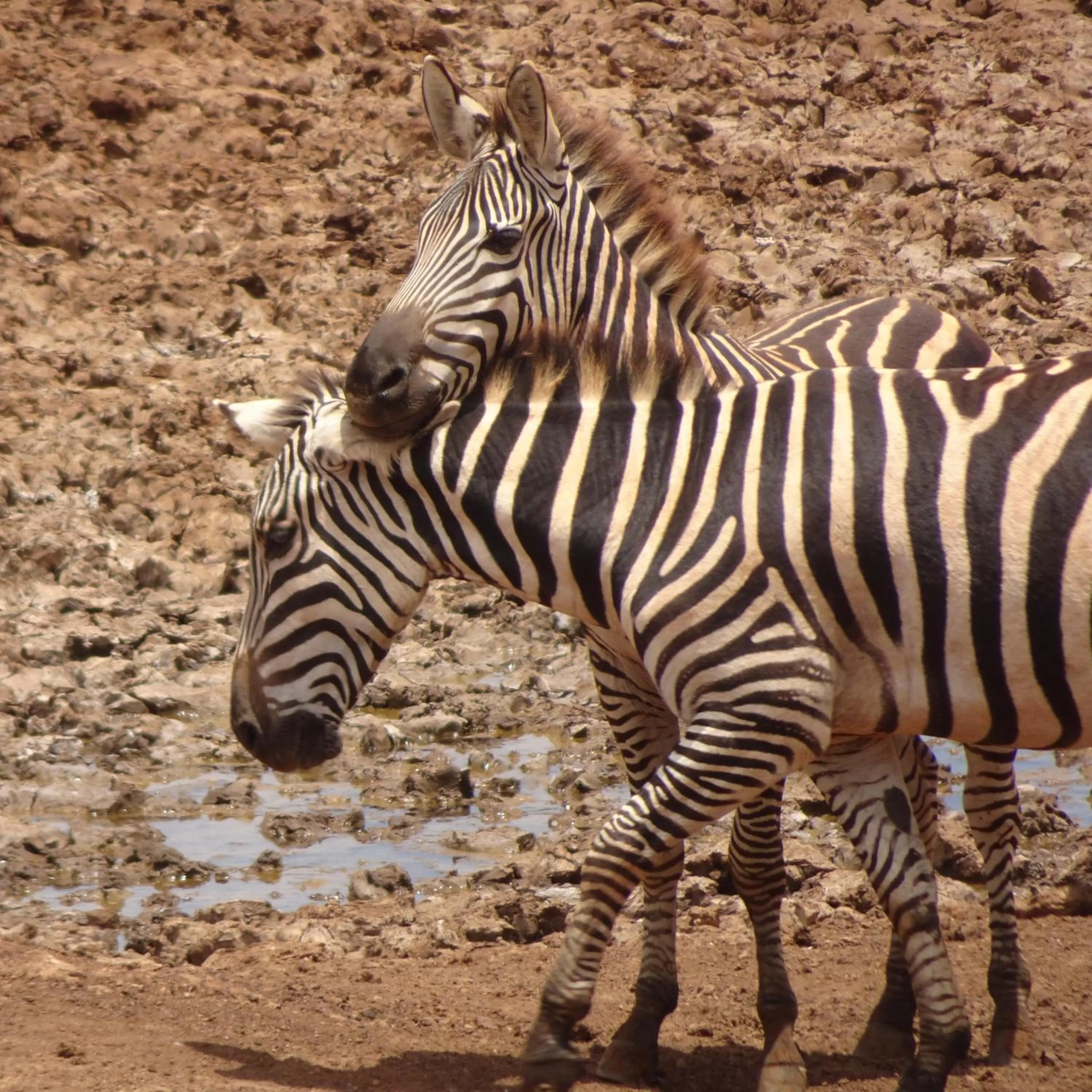 Animals in Tausa Tsavo Eco Lodge