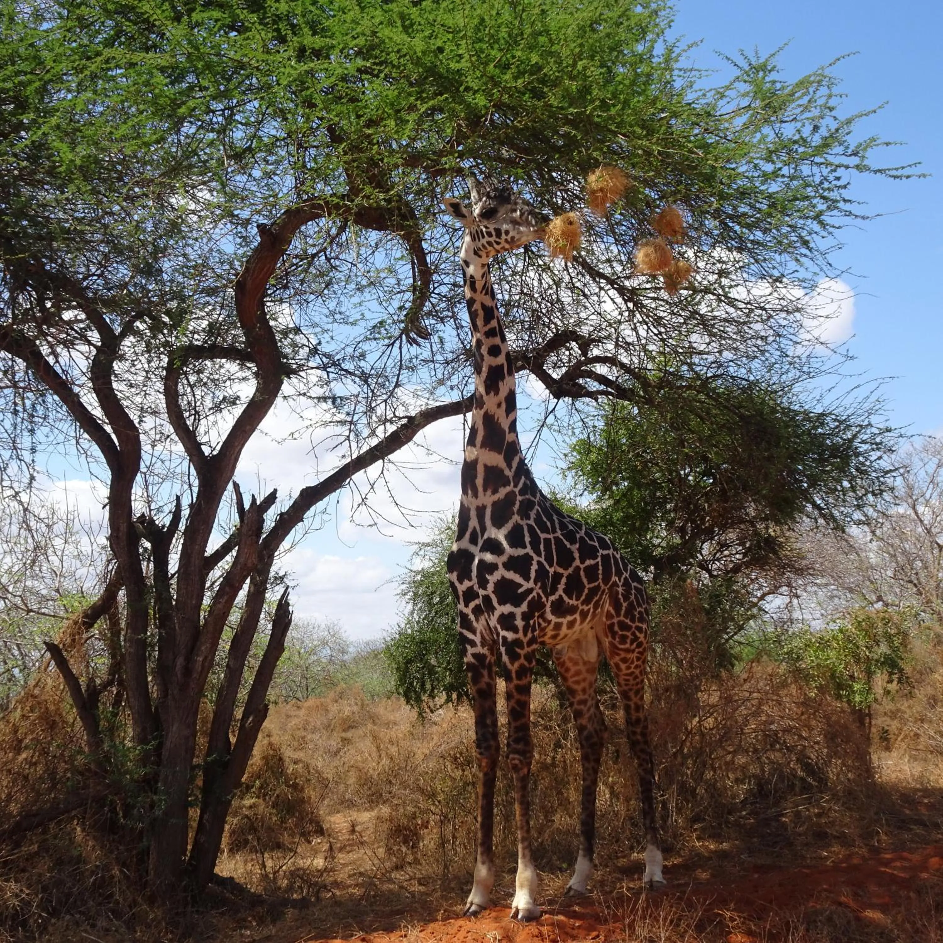 Animals in Tausa Tsavo Eco Lodge