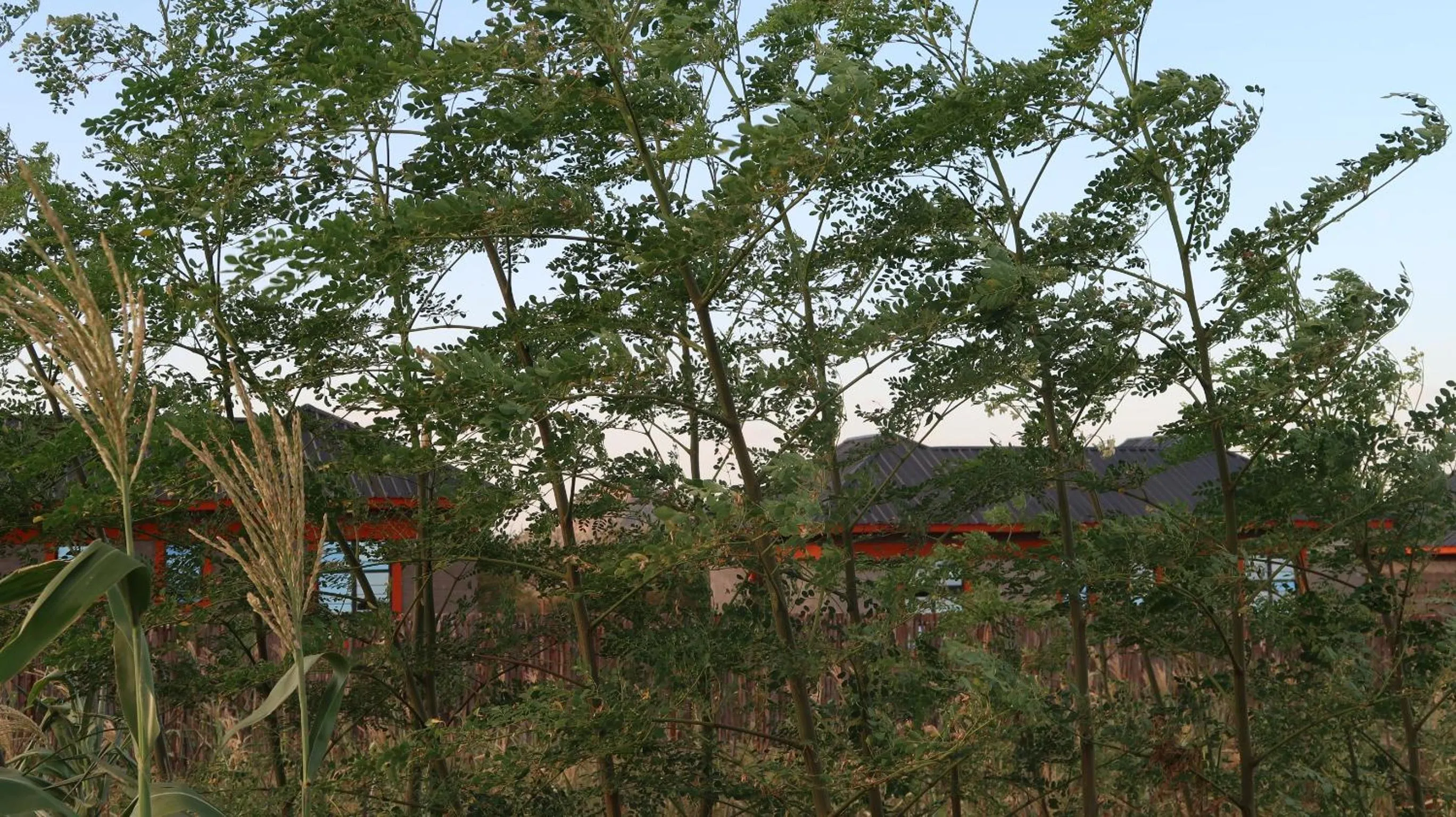 Natural landscape in Tausa Tsavo Eco Lodge