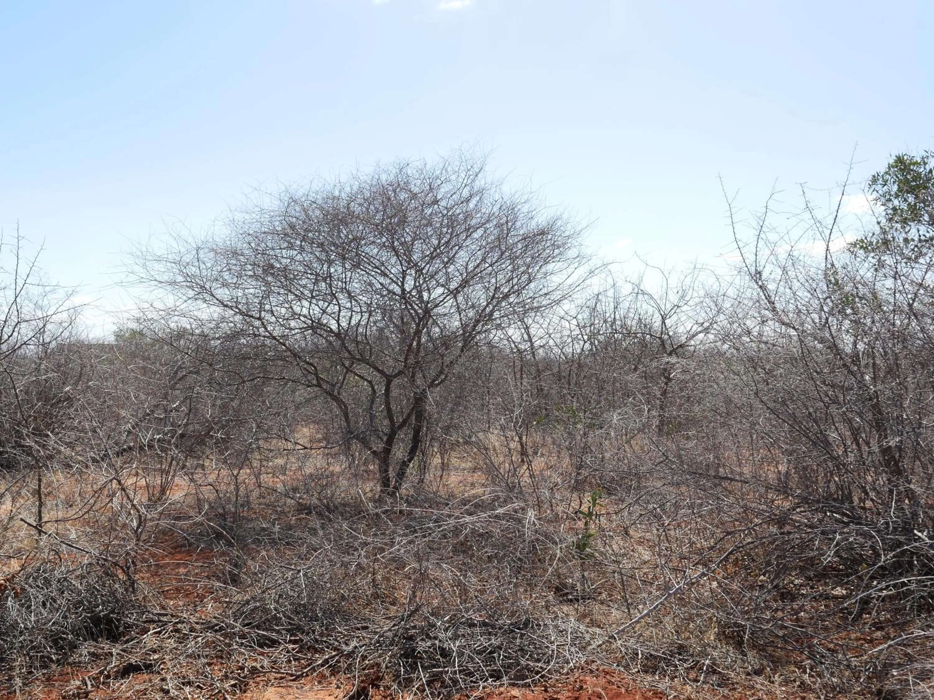 Tausa Tsavo Eco Lodge