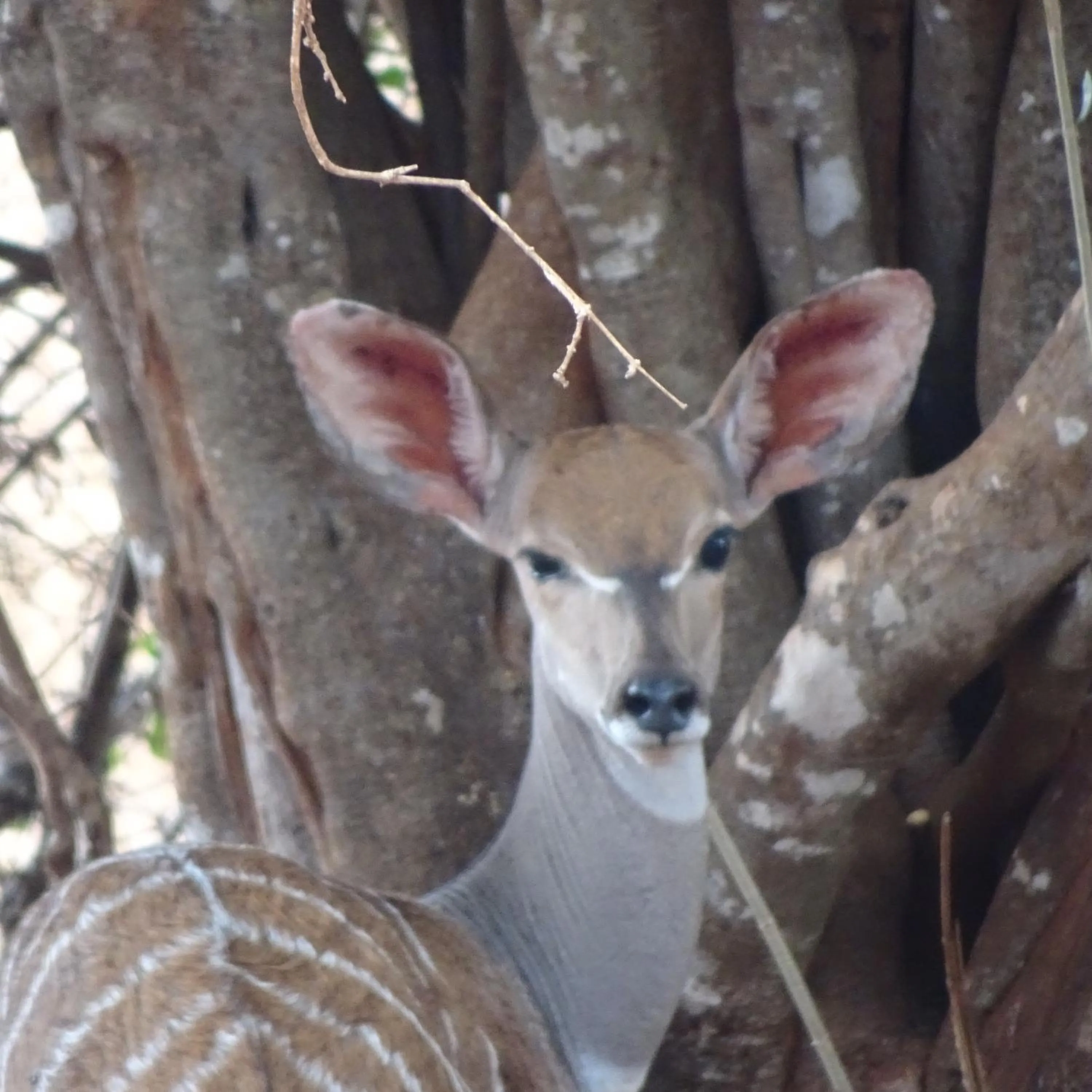 Tausa Tsavo Eco Lodge