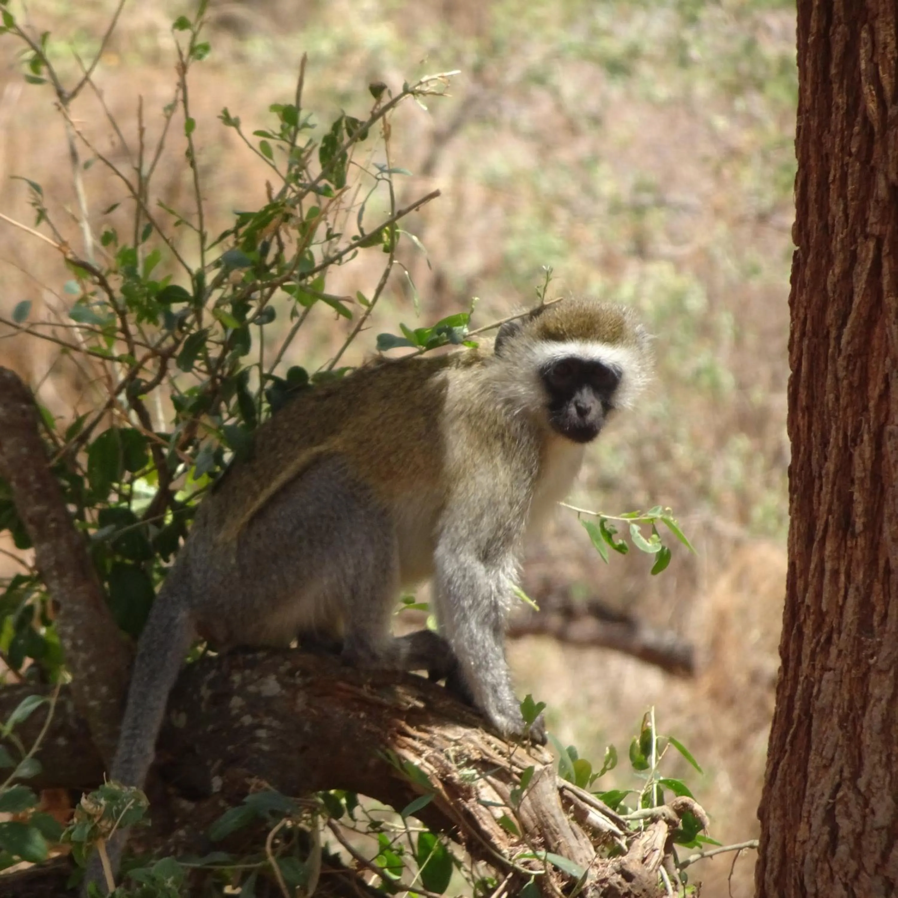 Animals in Tausa Tsavo Eco Lodge