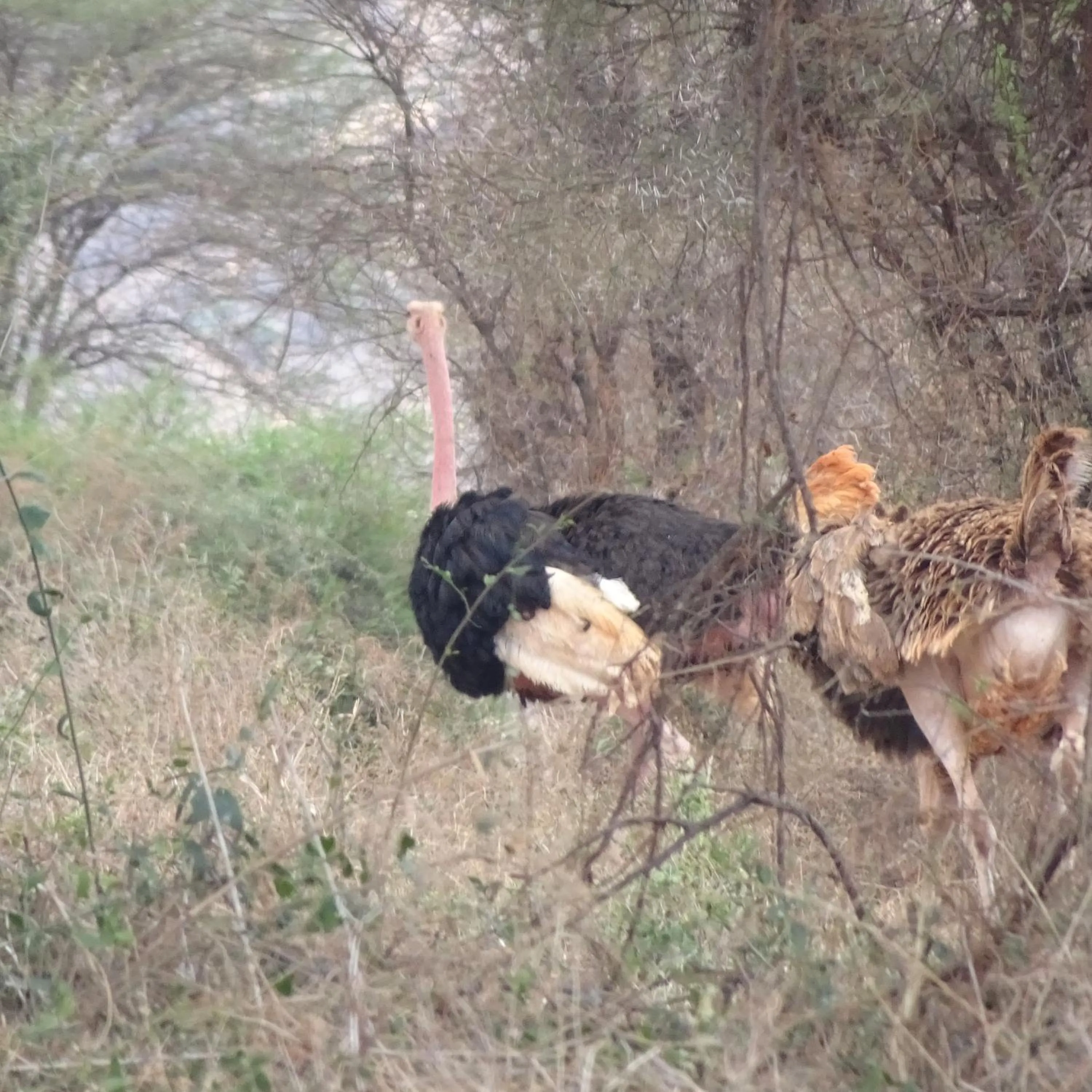 Animals in Tausa Tsavo Eco Lodge