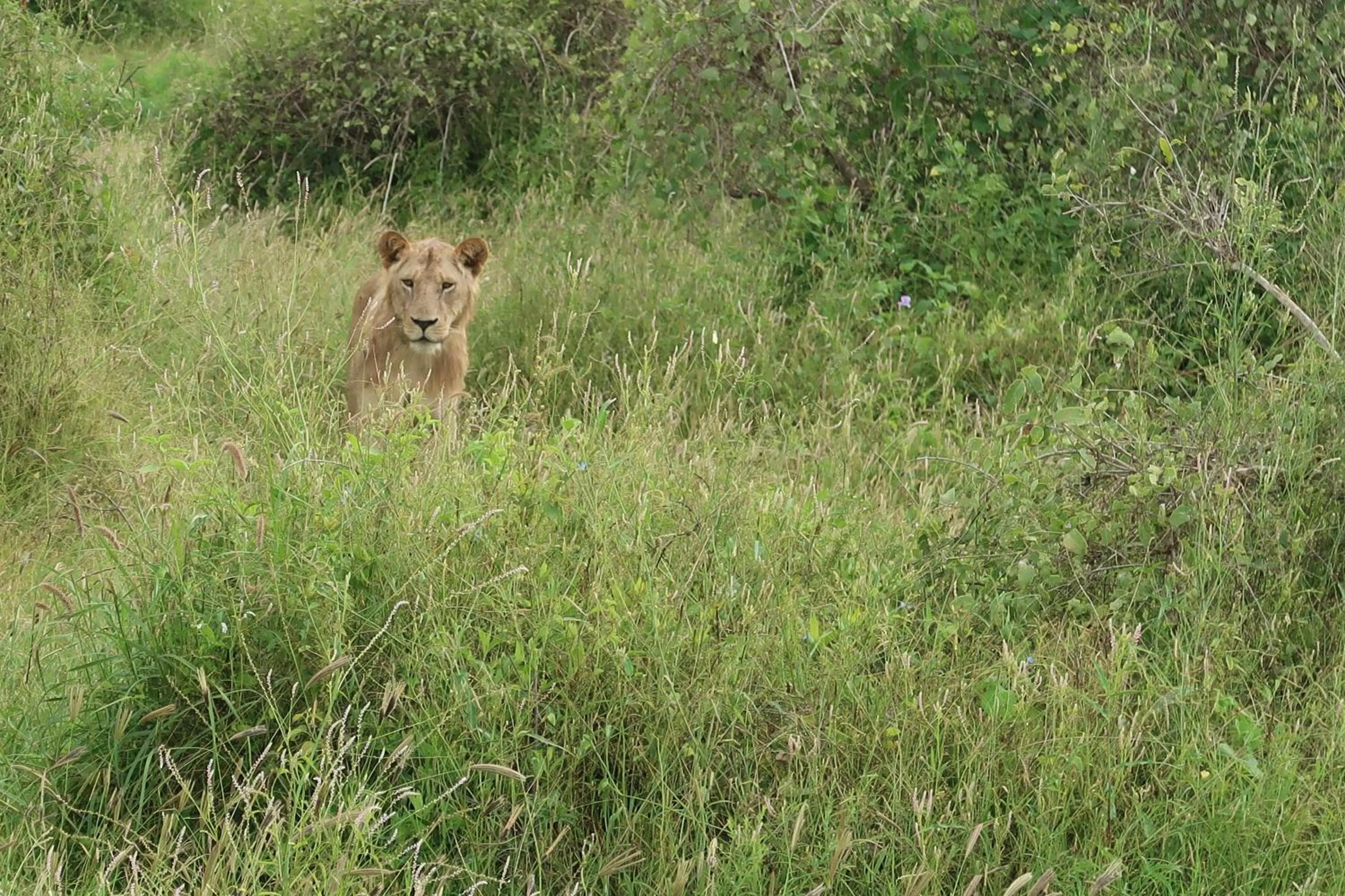 Tausa Tsavo Eco Lodge