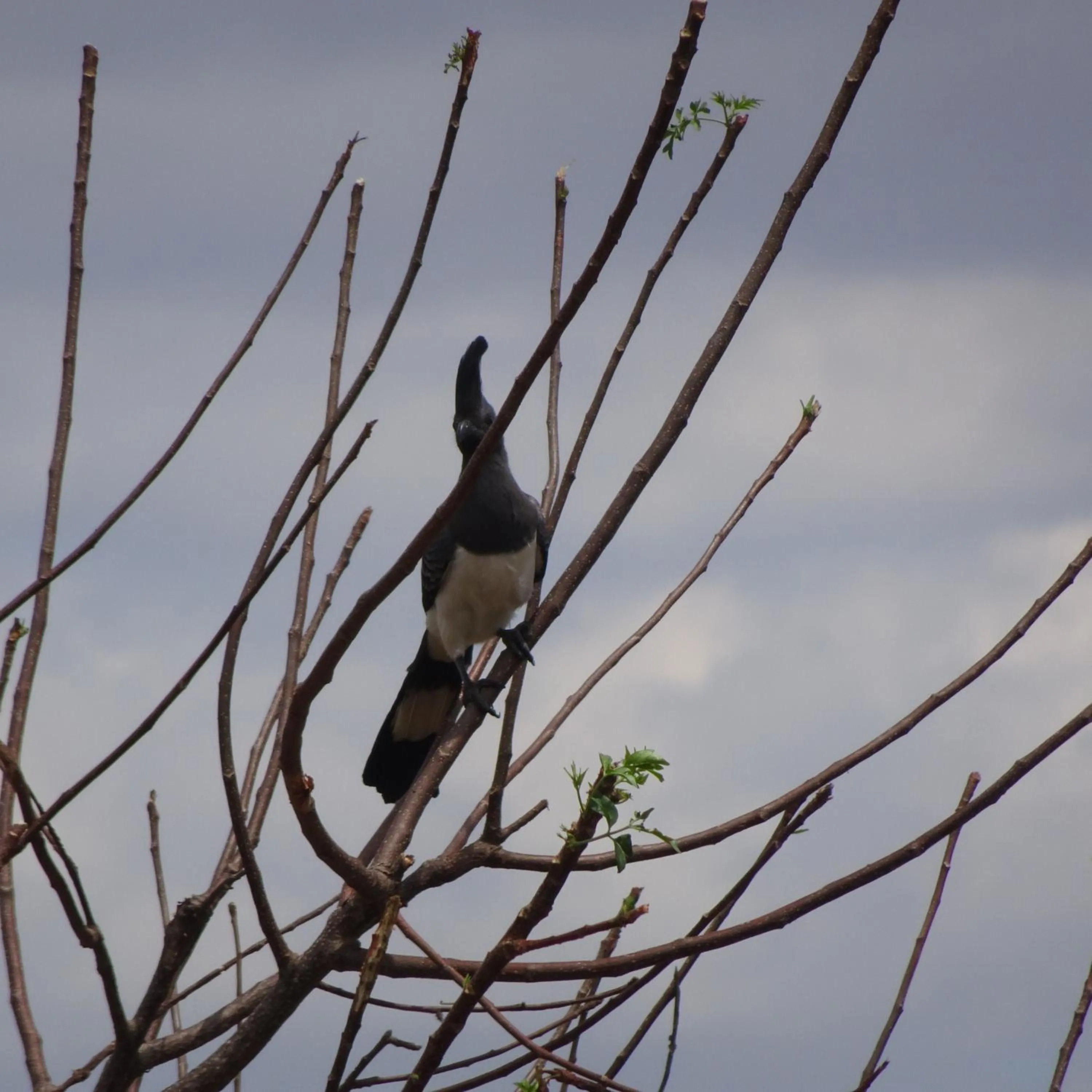 Animals in Tausa Tsavo Eco Lodge