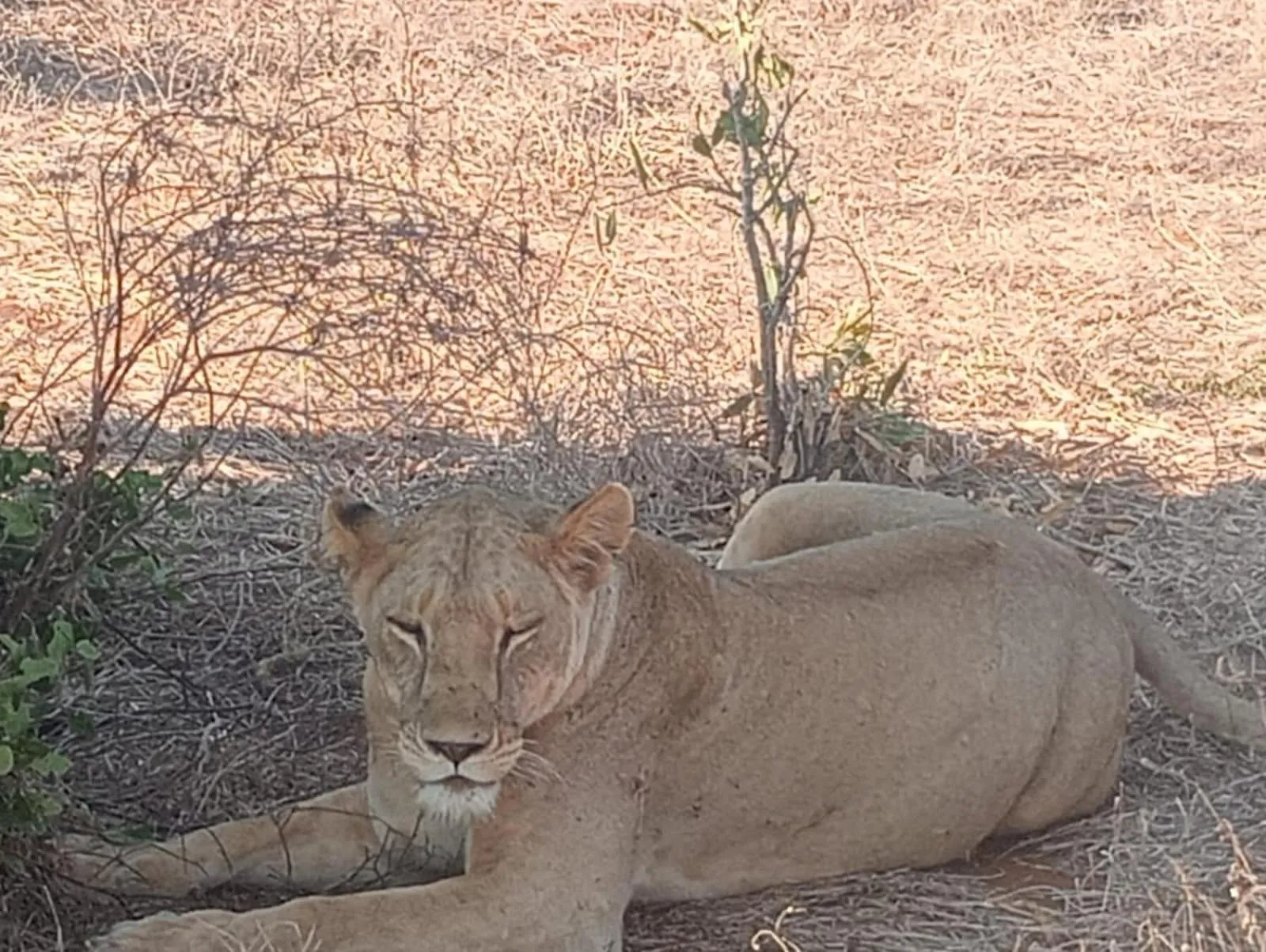 Tausa Tsavo Eco Lodge