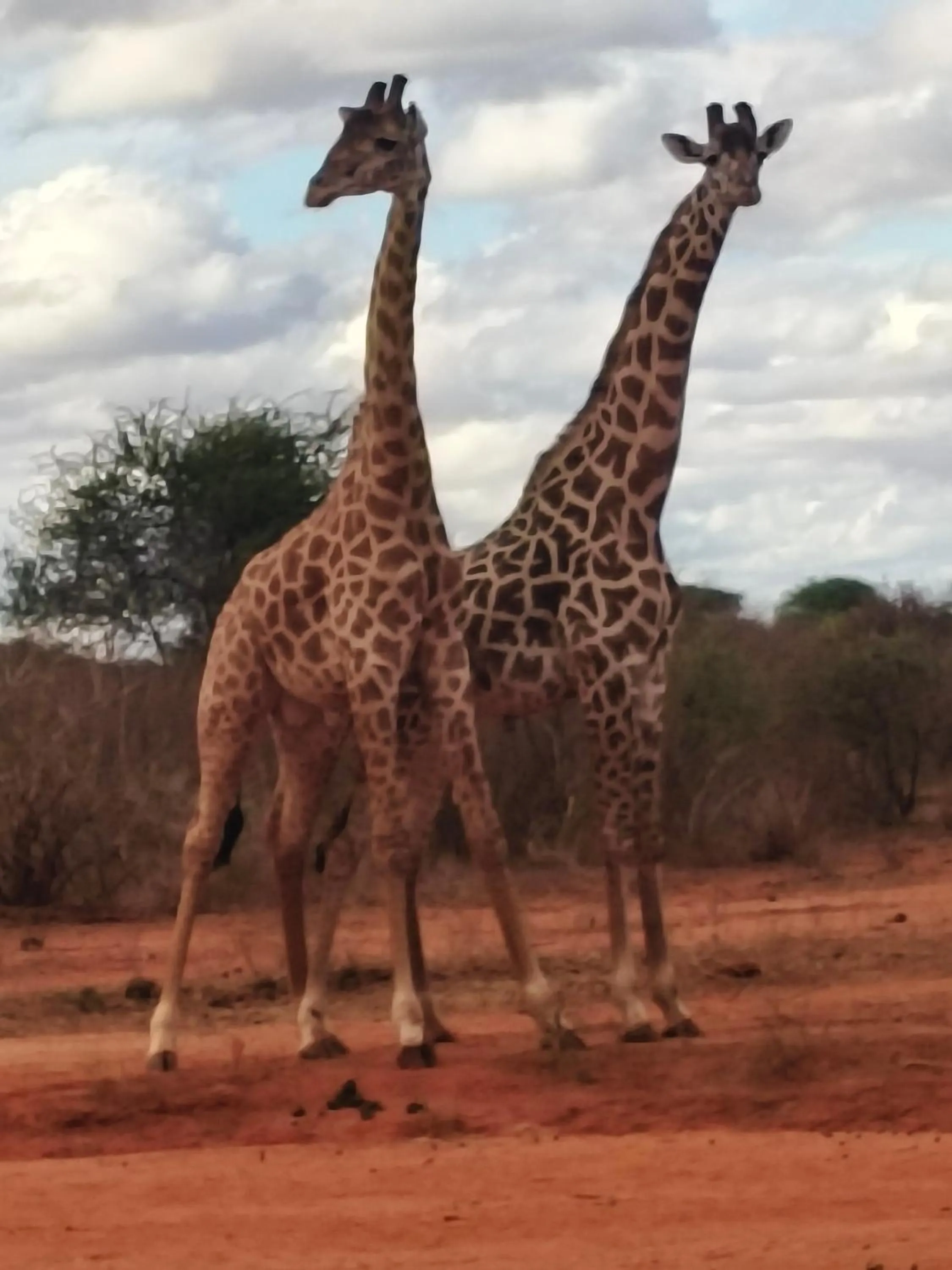 Animals in Tausa Tsavo Eco Lodge