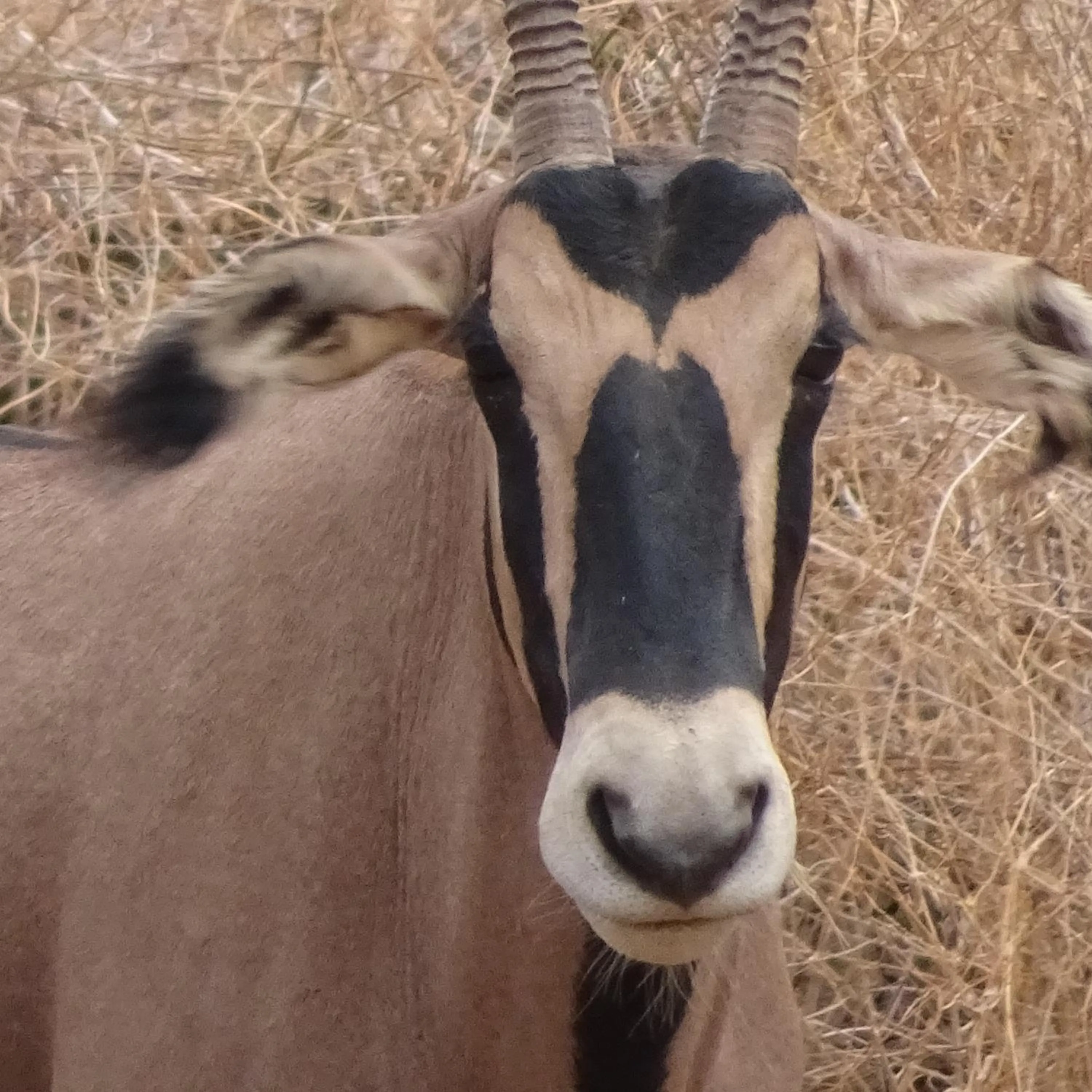 Tausa Tsavo Eco Lodge