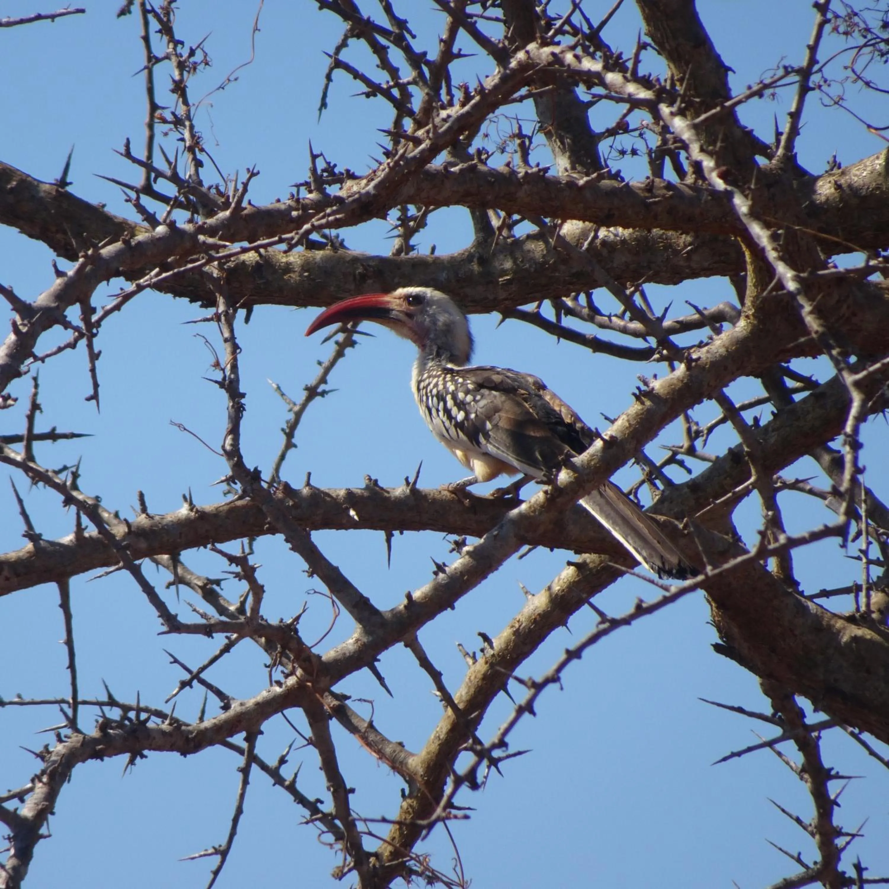 Animals in Tausa Tsavo Eco Lodge