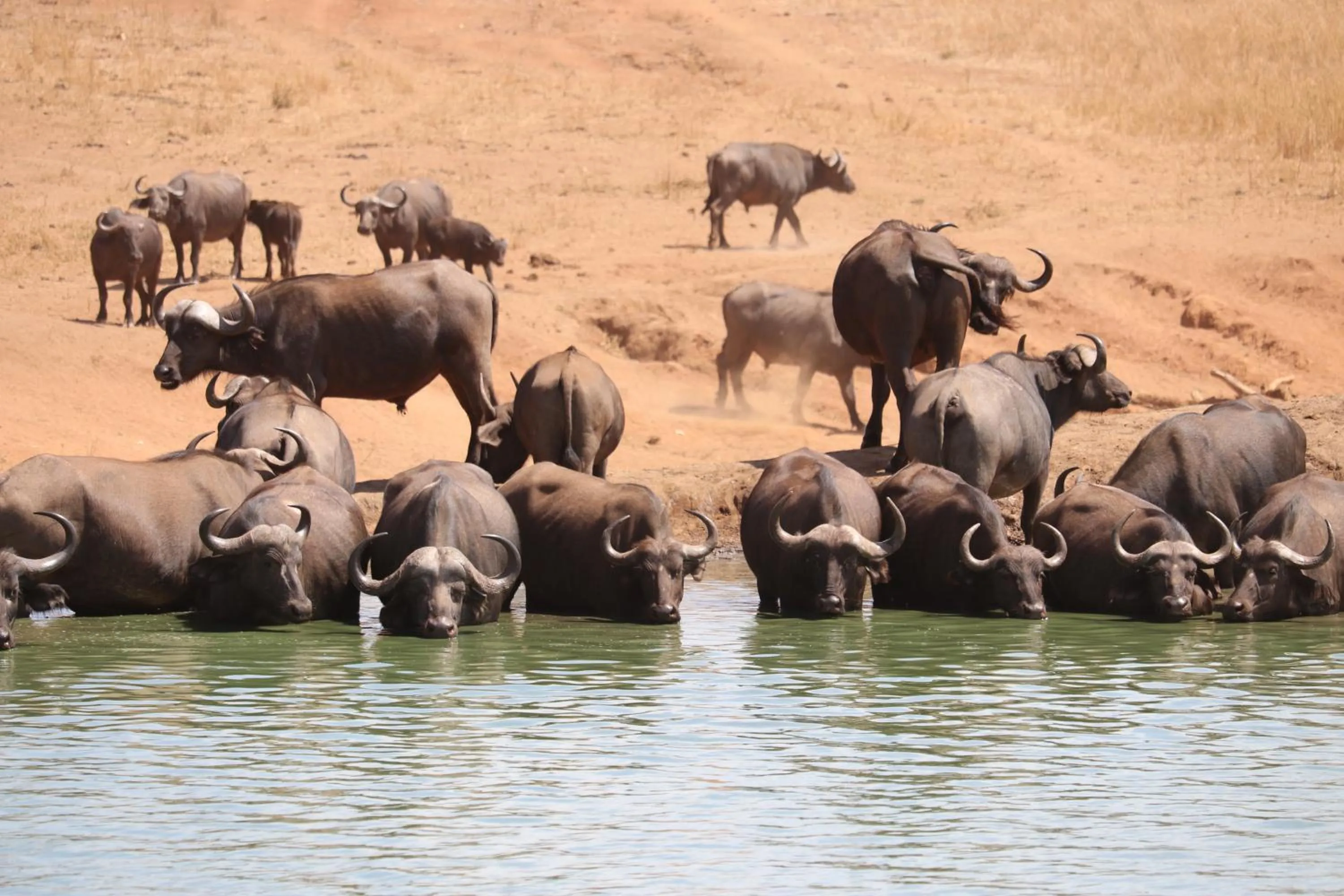 Animals in Tausa Tsavo Eco Lodge