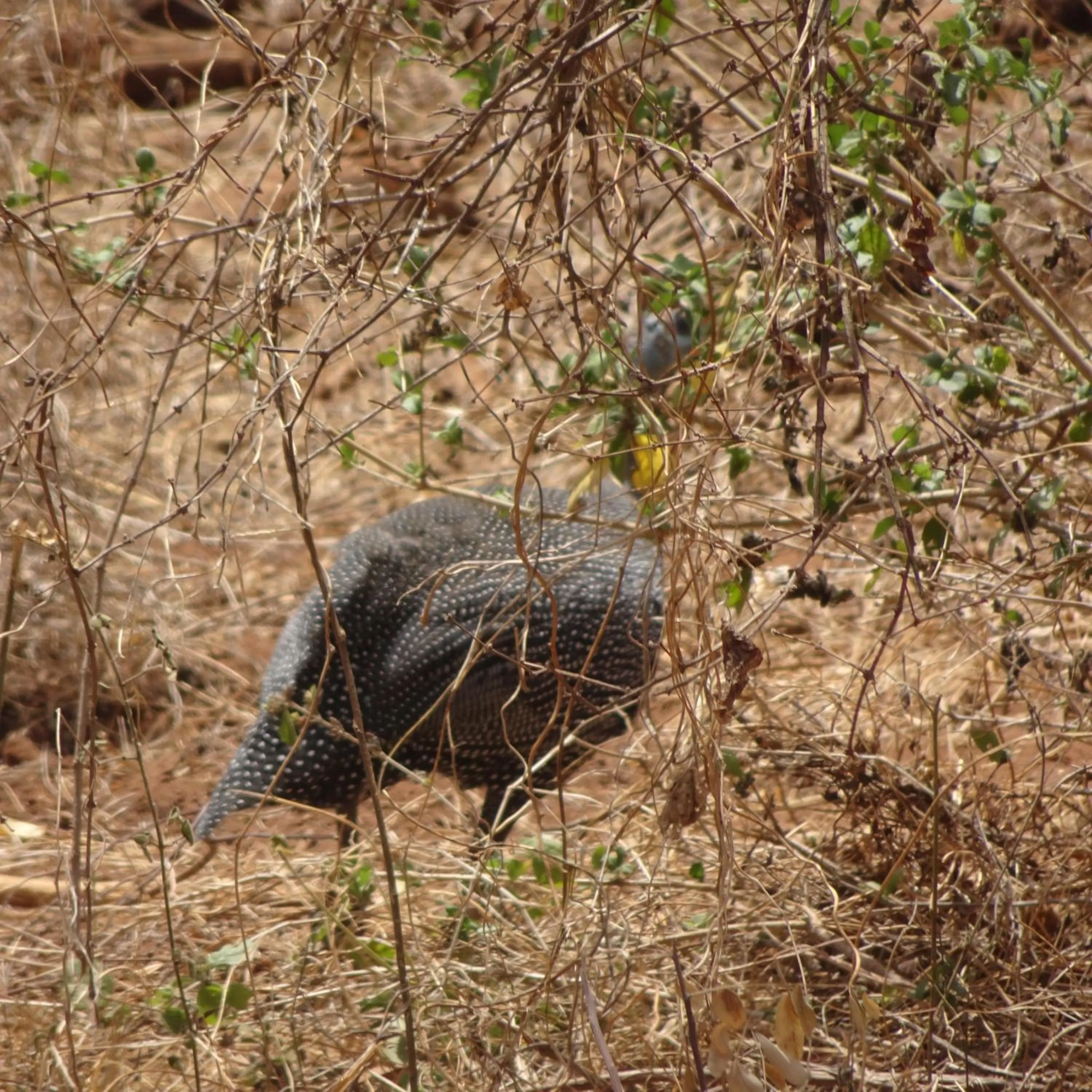 Tausa Tsavo Eco Lodge