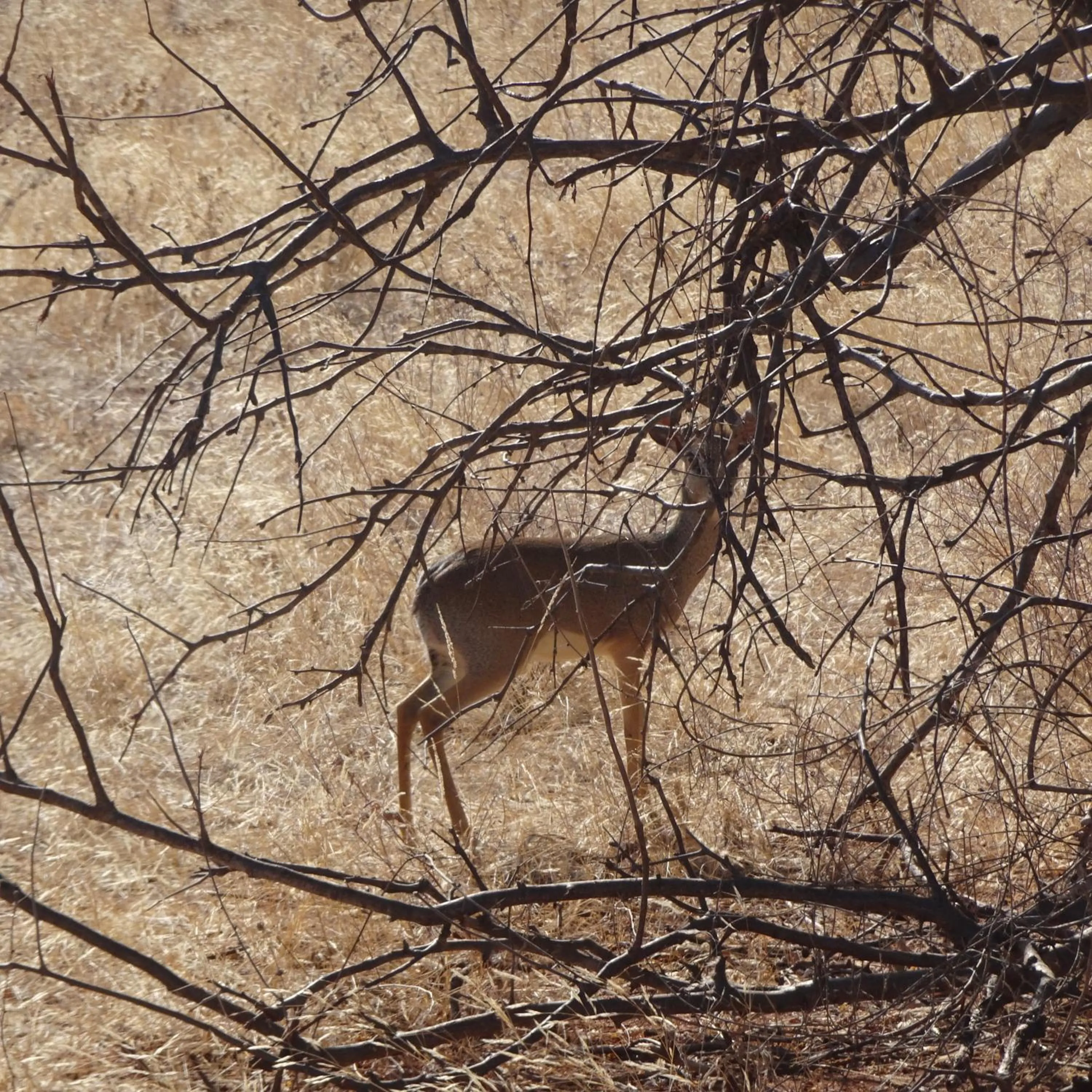 Tausa Tsavo Eco Lodge