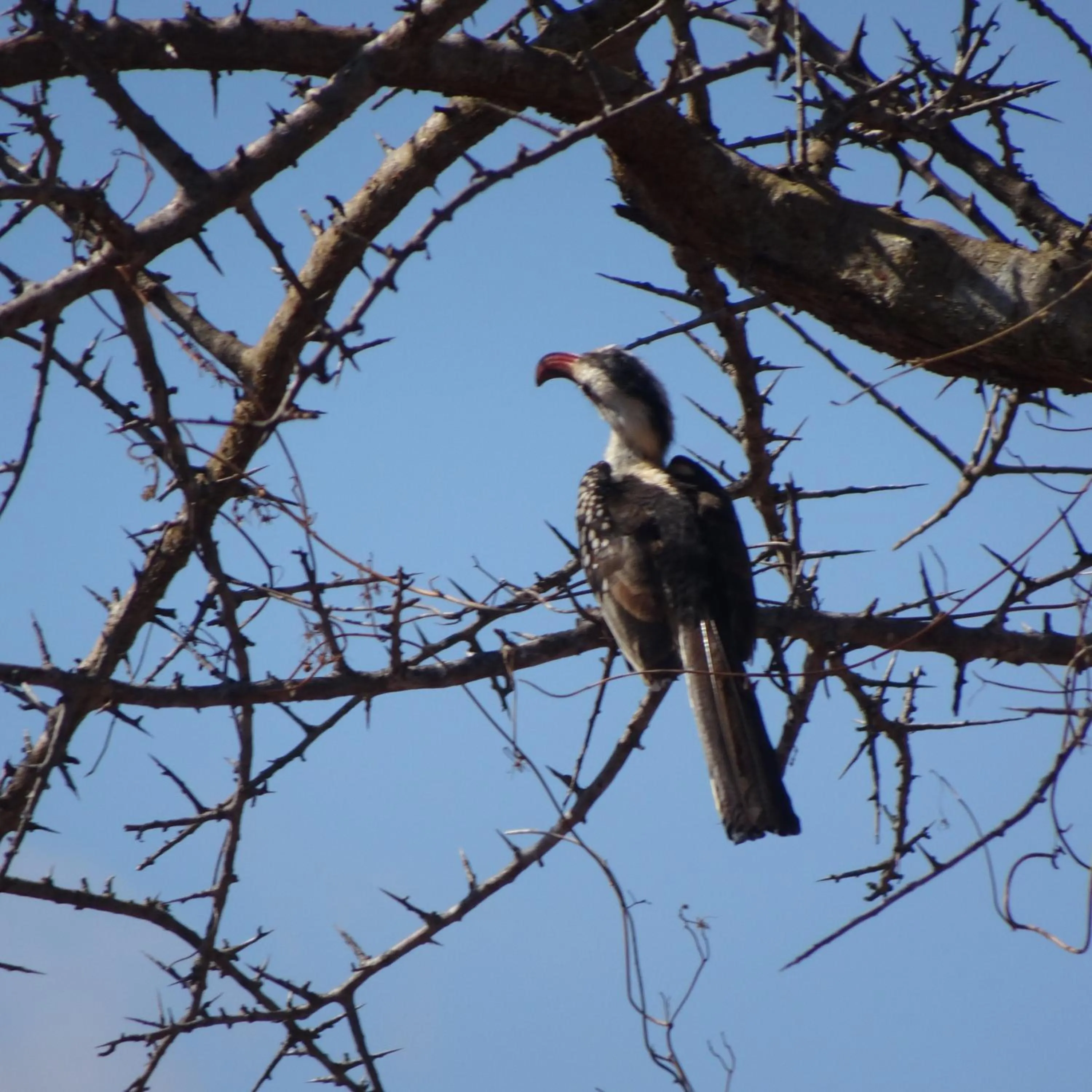Animals in Tausa Tsavo Eco Lodge