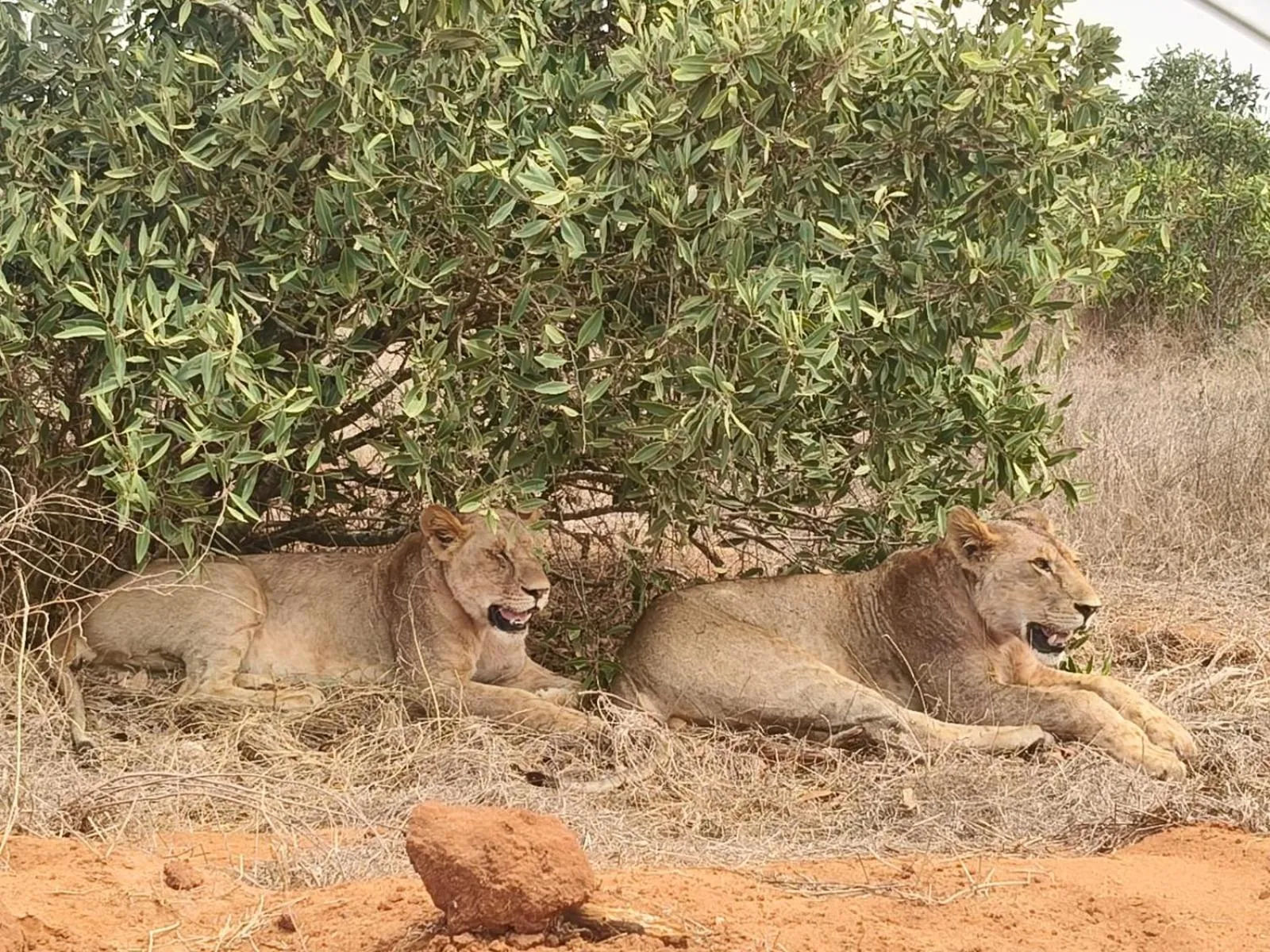 Animals in Tausa Tsavo Eco Lodge