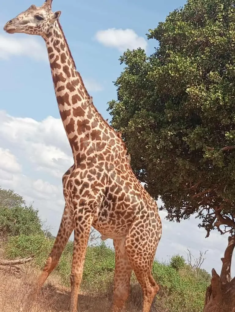 Tausa Tsavo Eco Lodge