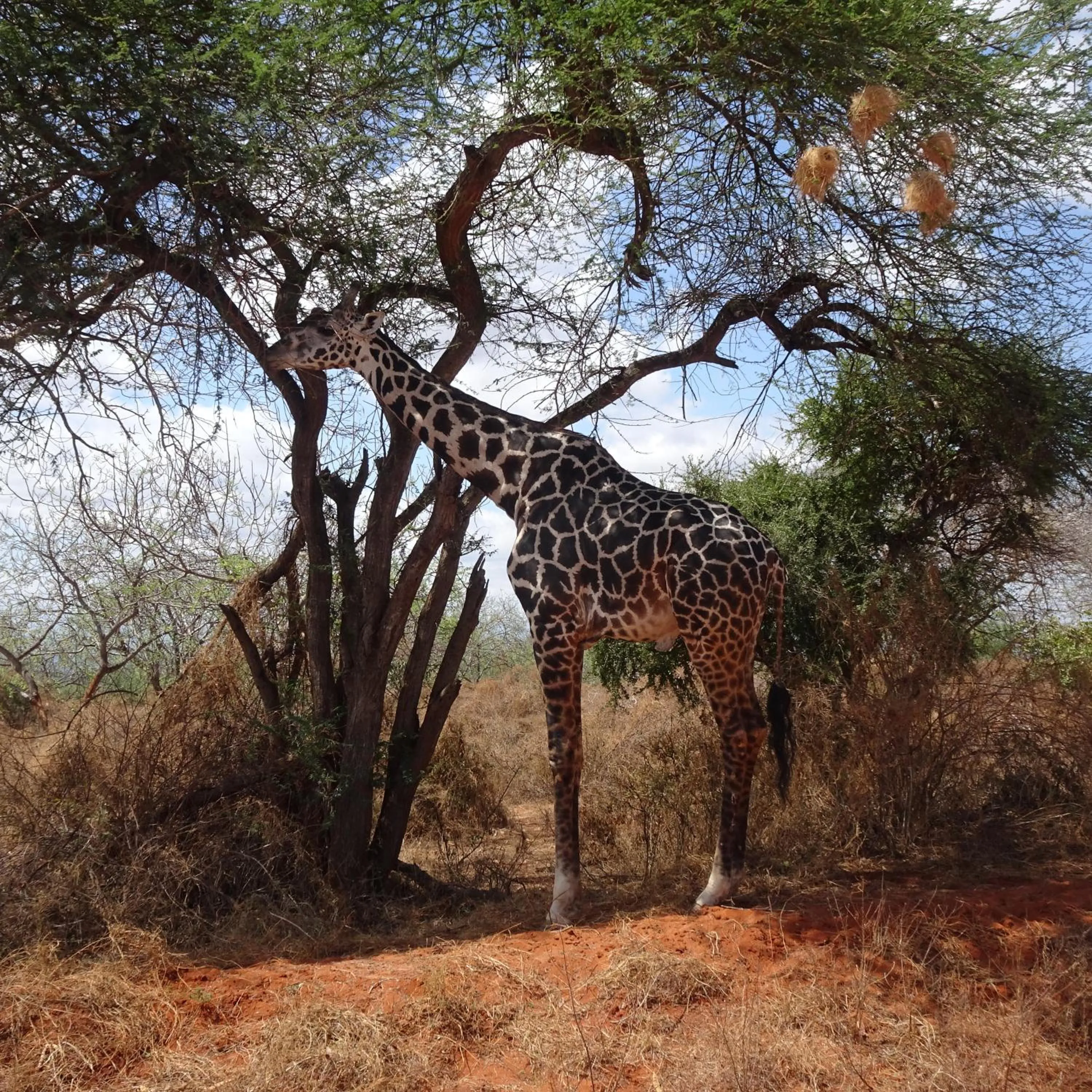 Animals in Tausa Tsavo Eco Lodge