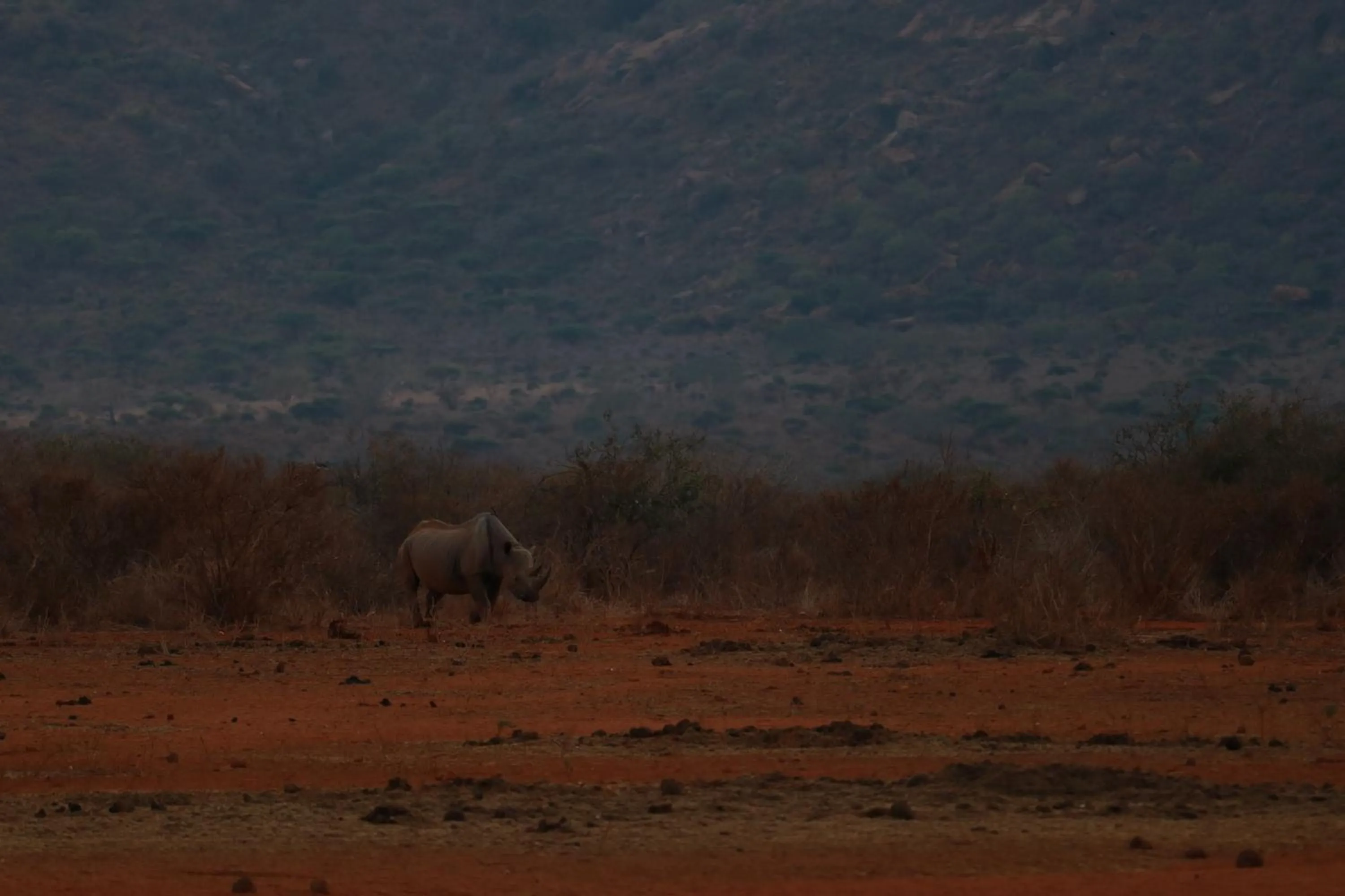 Animals in Tausa Tsavo Eco Lodge