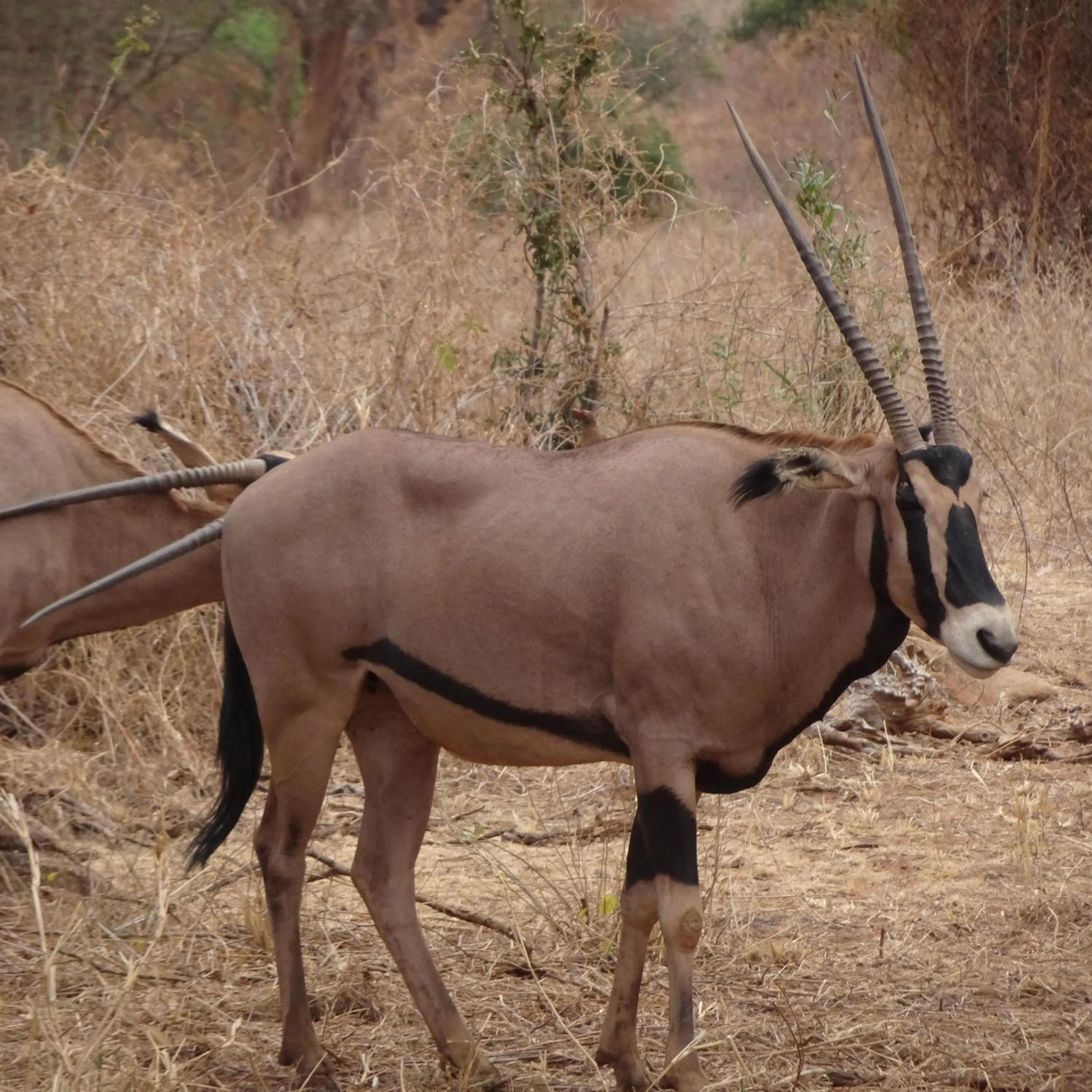 Animals in Tausa Tsavo Eco Lodge
