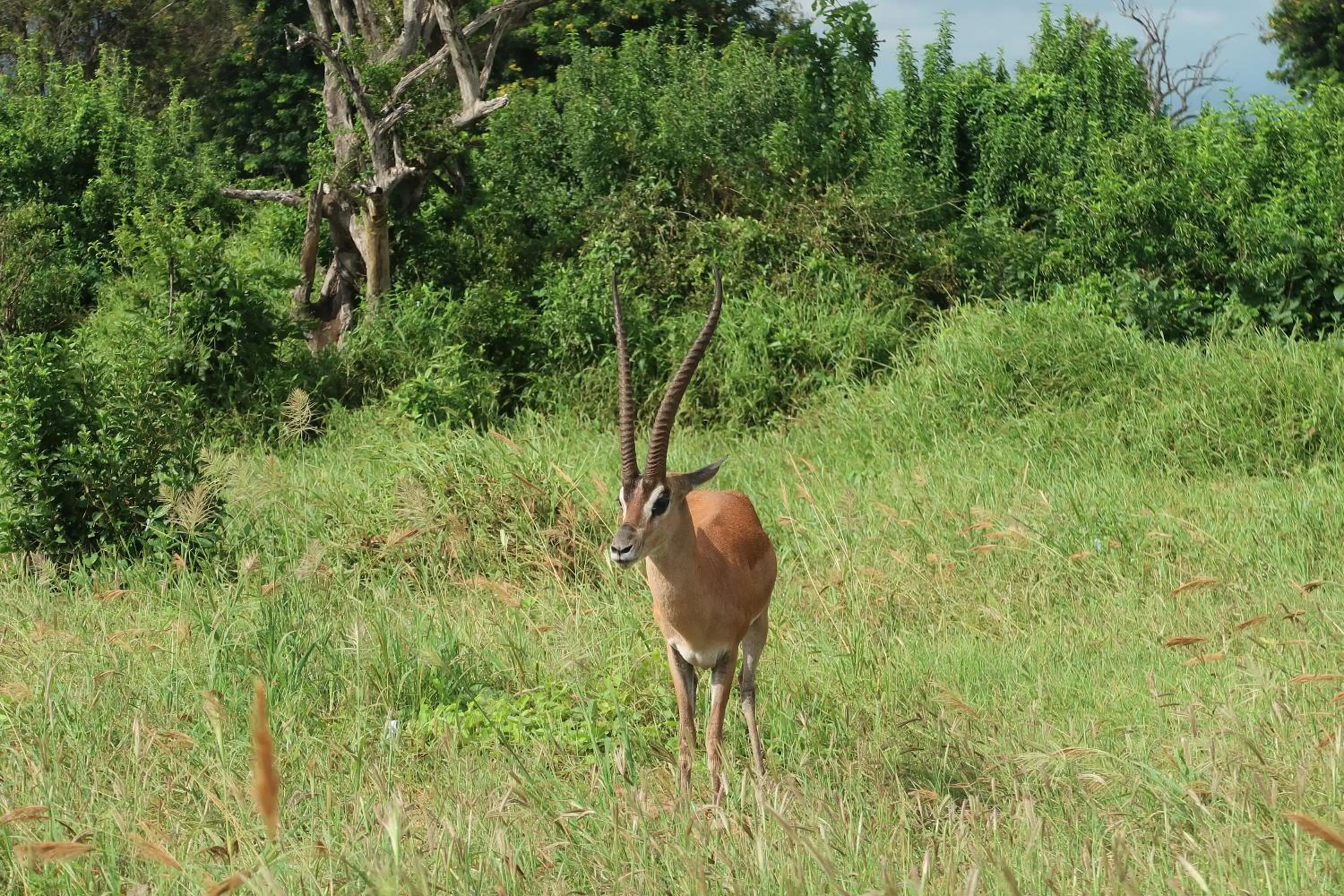 Animals in Tausa Tsavo Eco Lodge