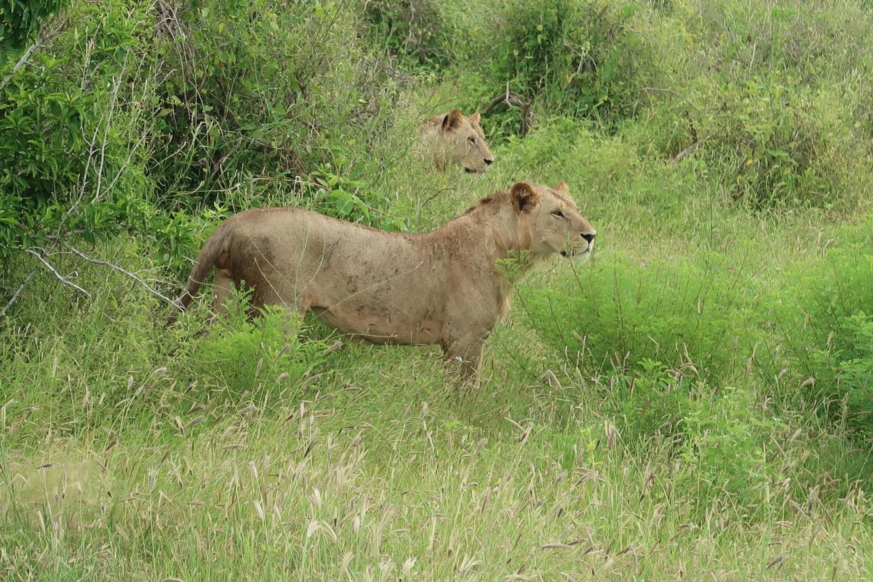 Animals in Tausa Tsavo Eco Lodge