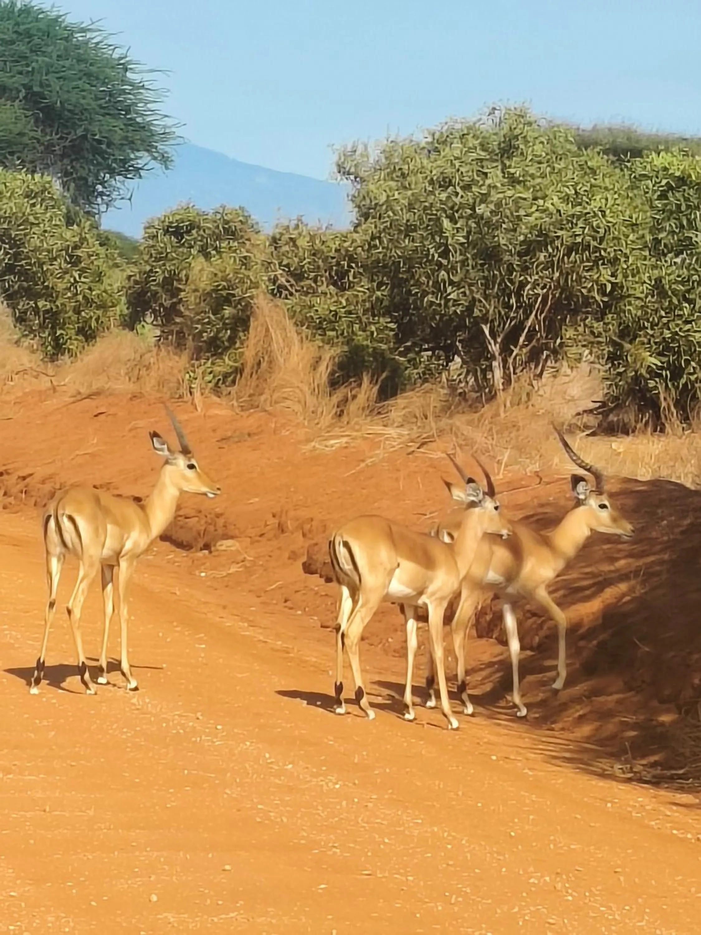 Animals in Tausa Tsavo Eco Lodge