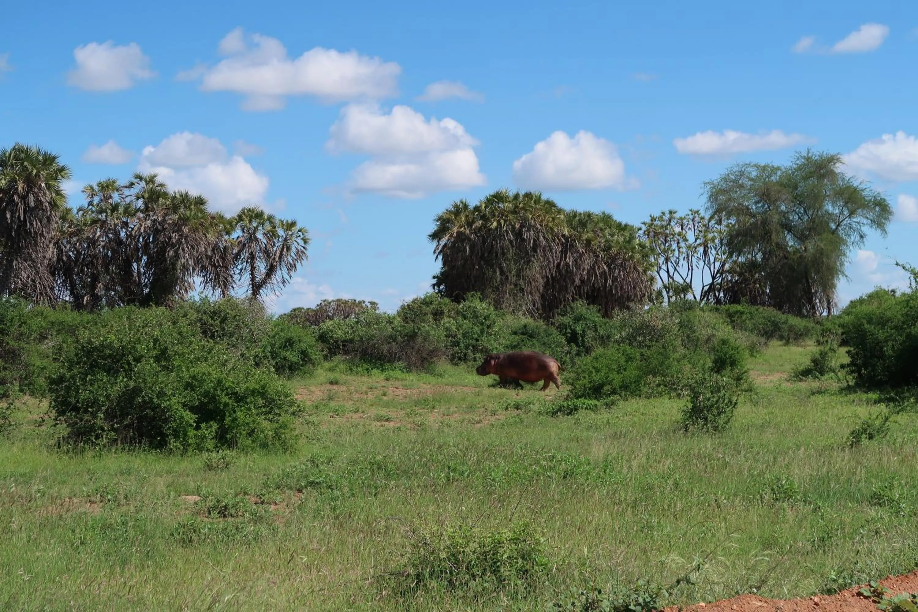 Natural landscape in Tausa Tsavo Eco Lodge