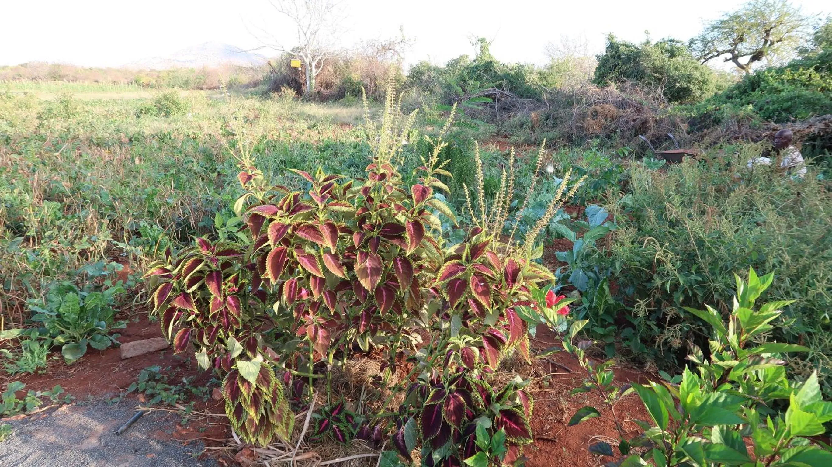 Garden in Tausa Tsavo Eco Lodge