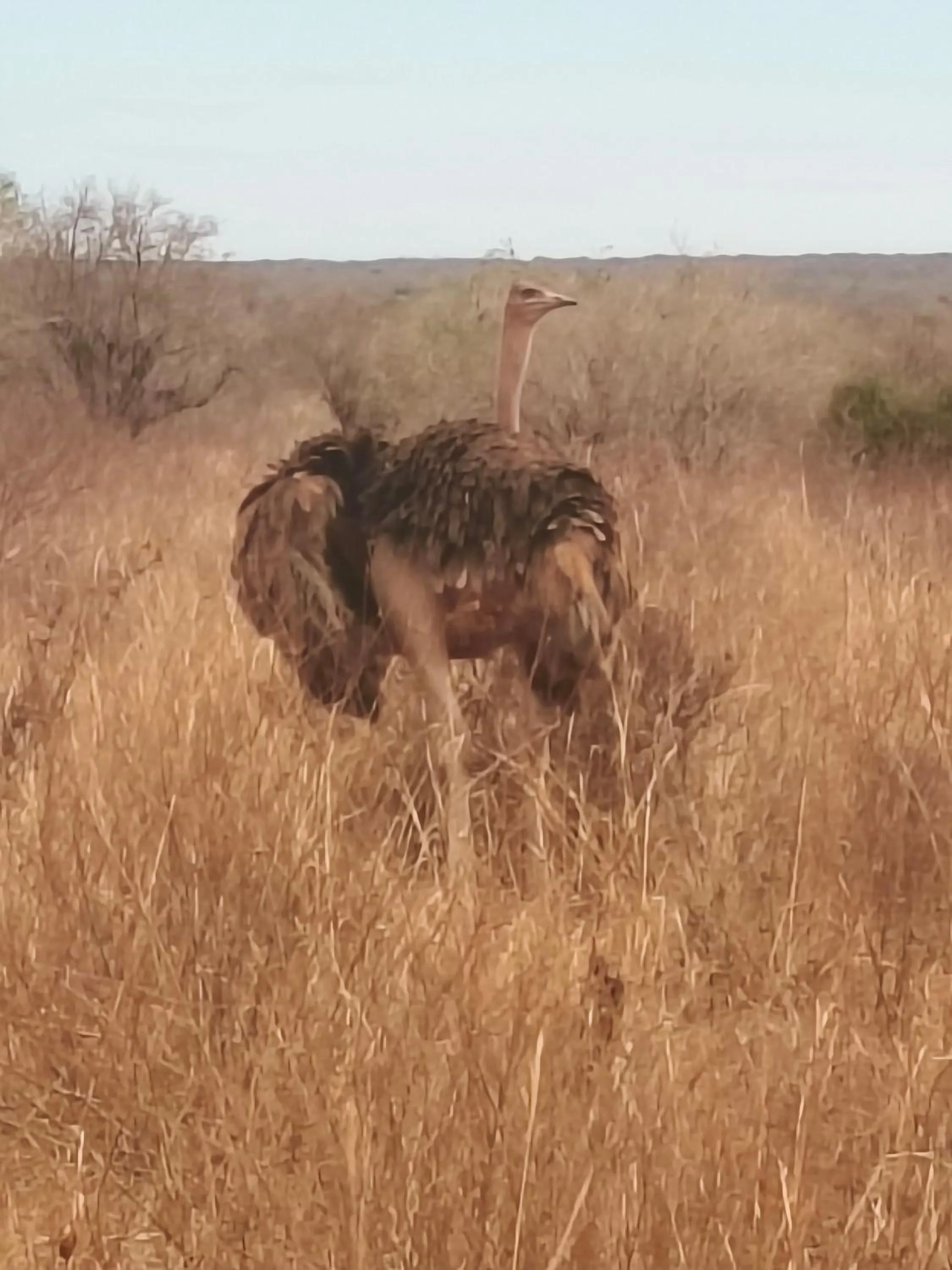 Animals in Tausa Tsavo Eco Lodge