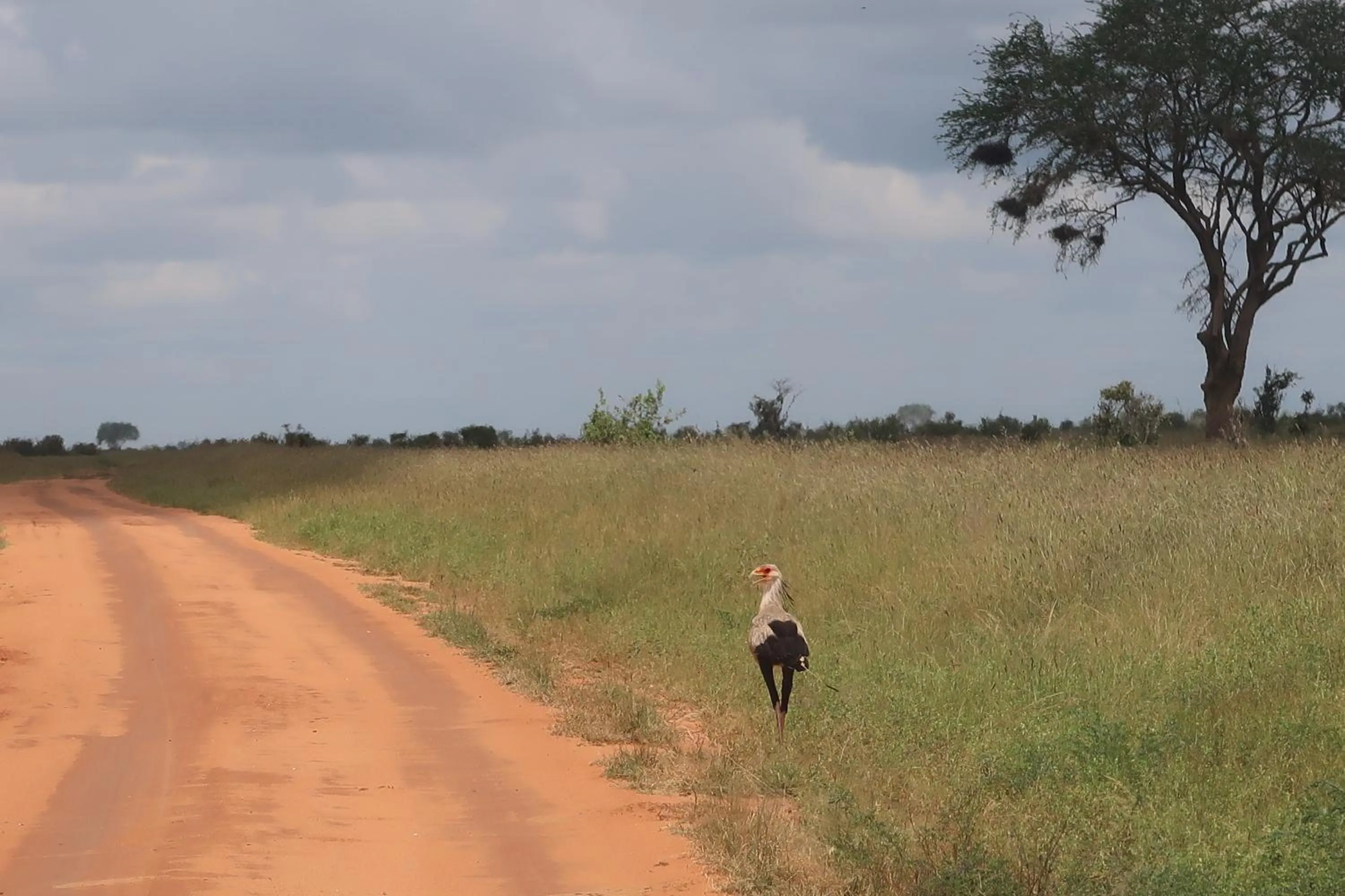 Tausa Tsavo Eco Lodge