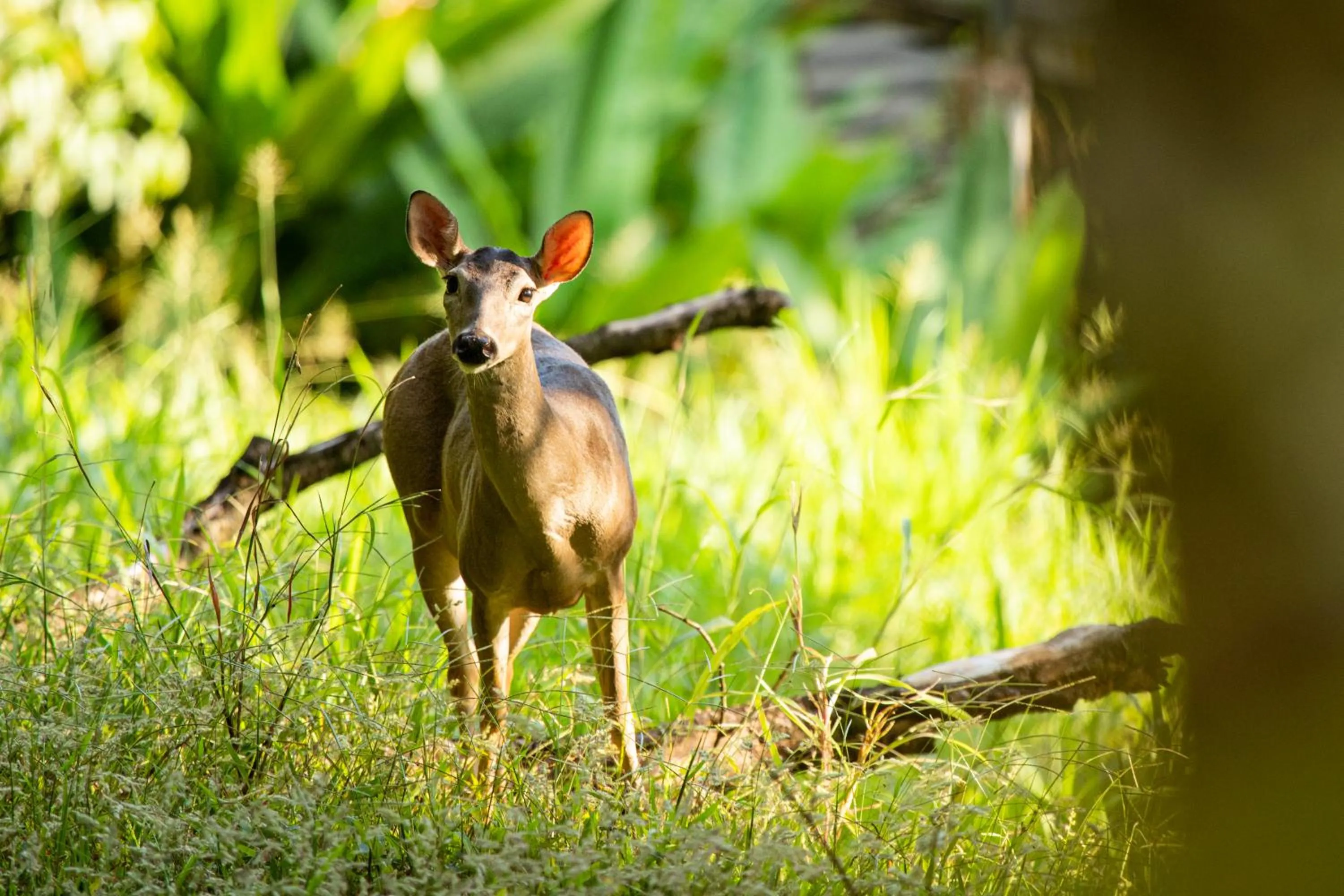 Animals in El Faro Containers Beach Hotel
