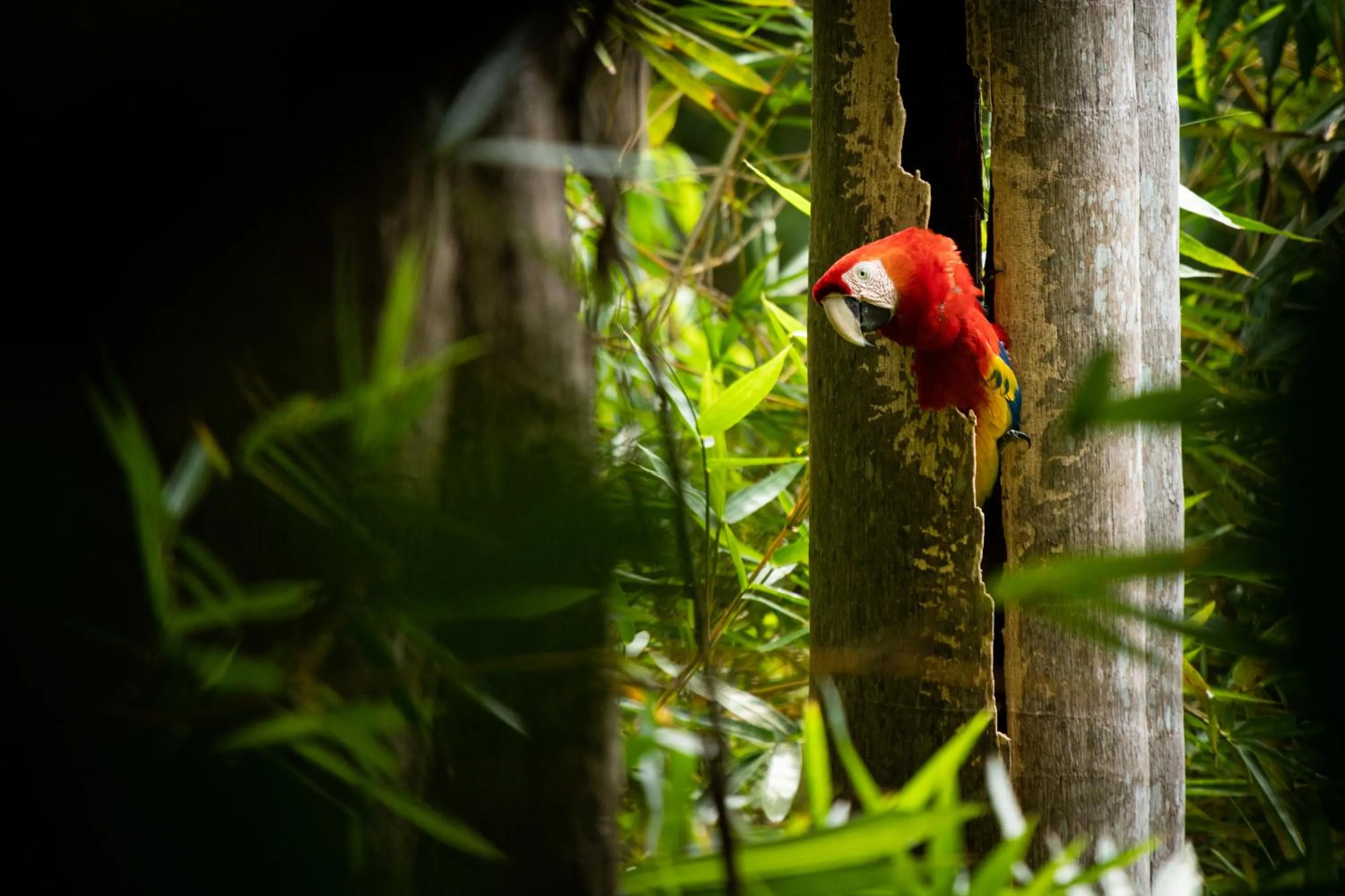 Animals in El Faro Containers Beach Hotel