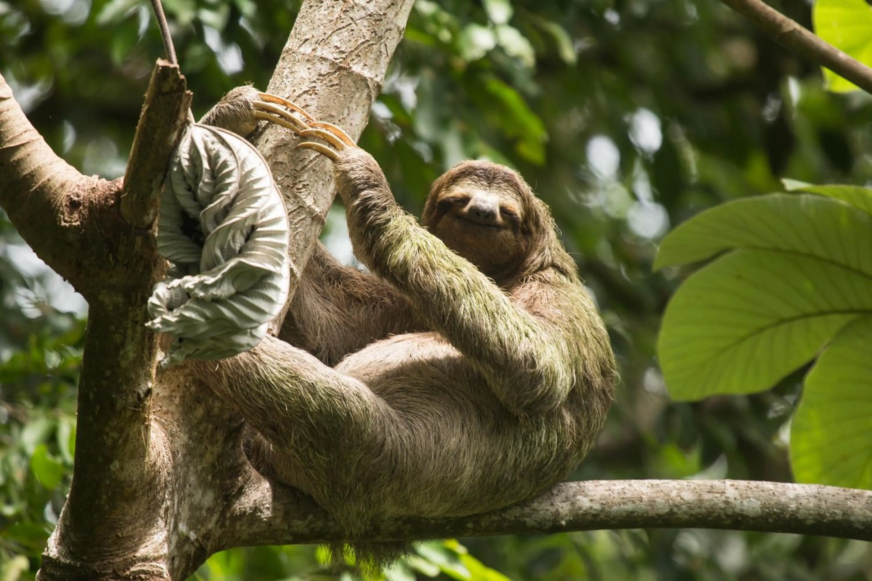 Animals in El Faro Containers Beach Hotel
