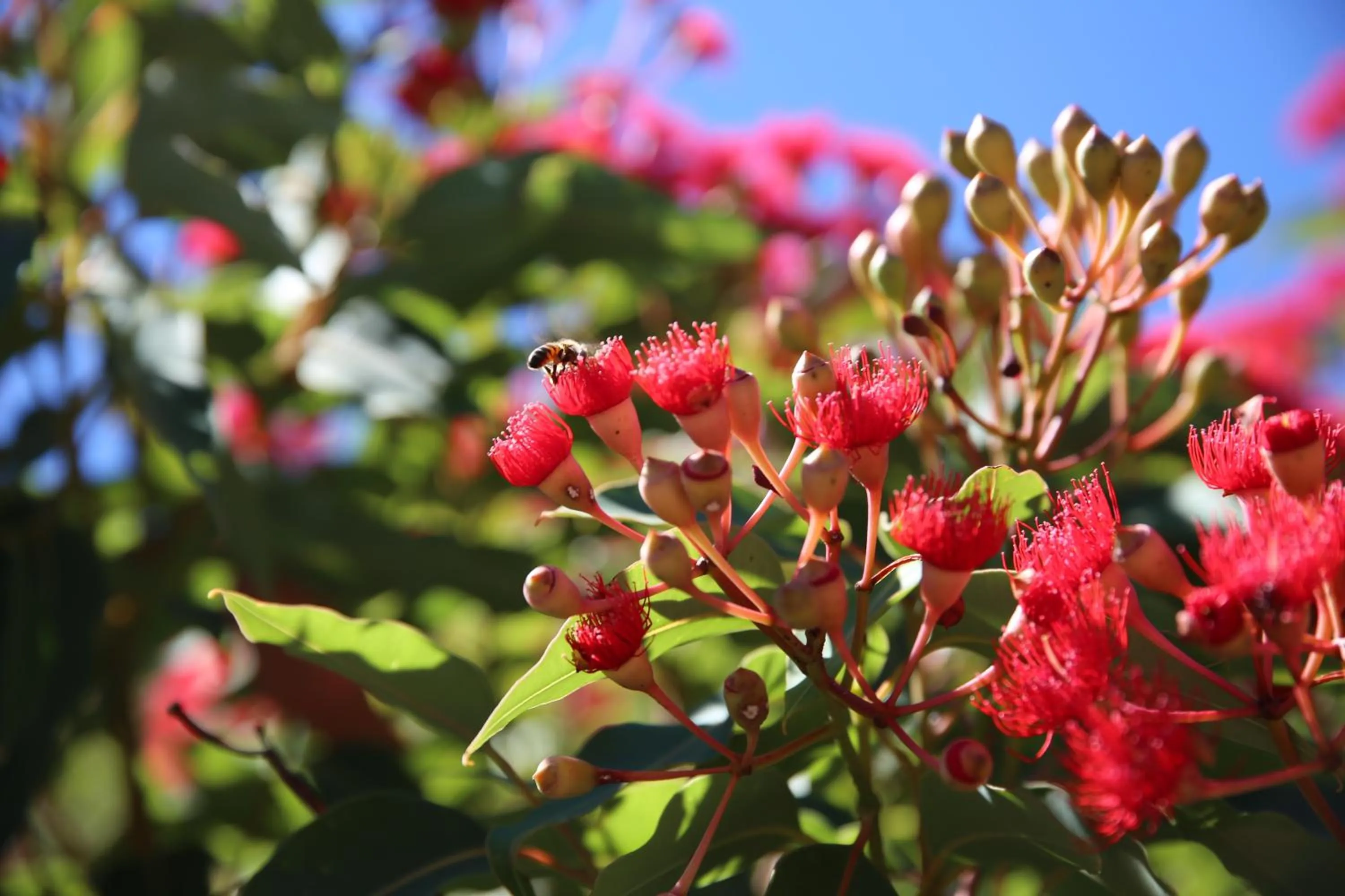 Garden in Bushy Lake Chalets