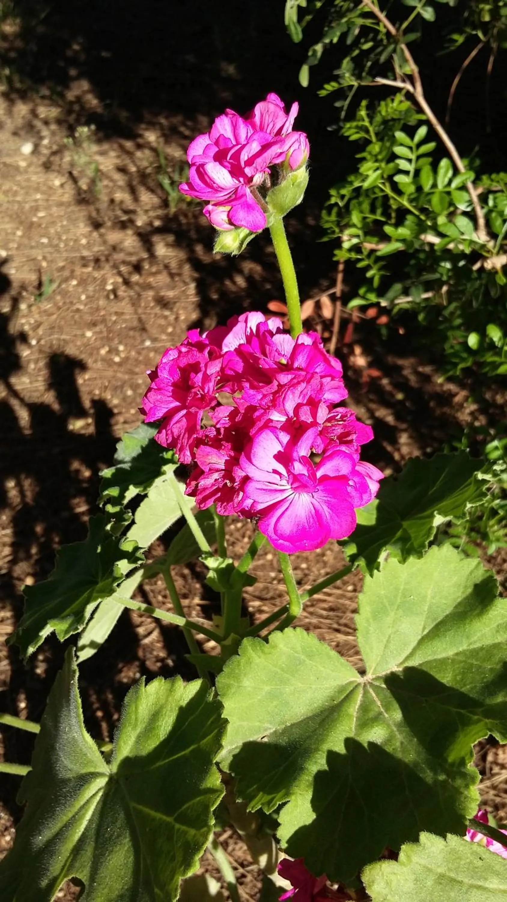 Garden in Tenuta Terenzano