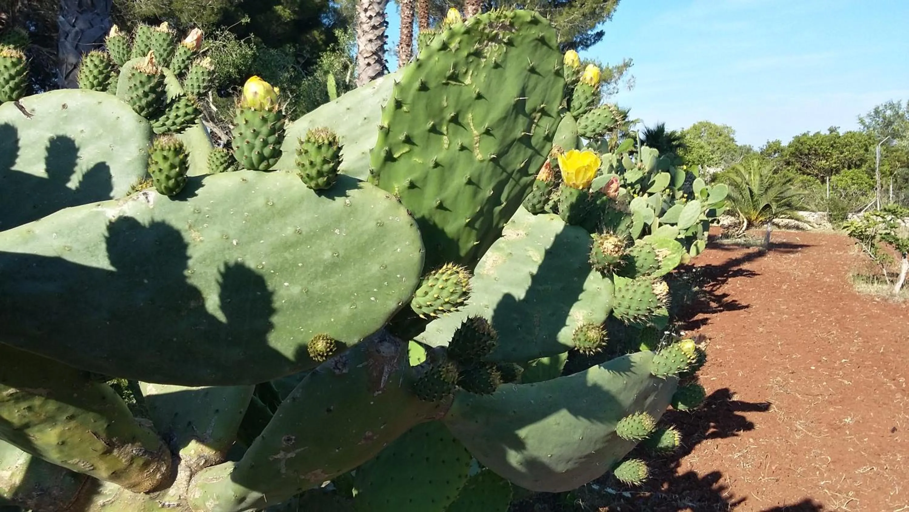 Garden in Tenuta Terenzano