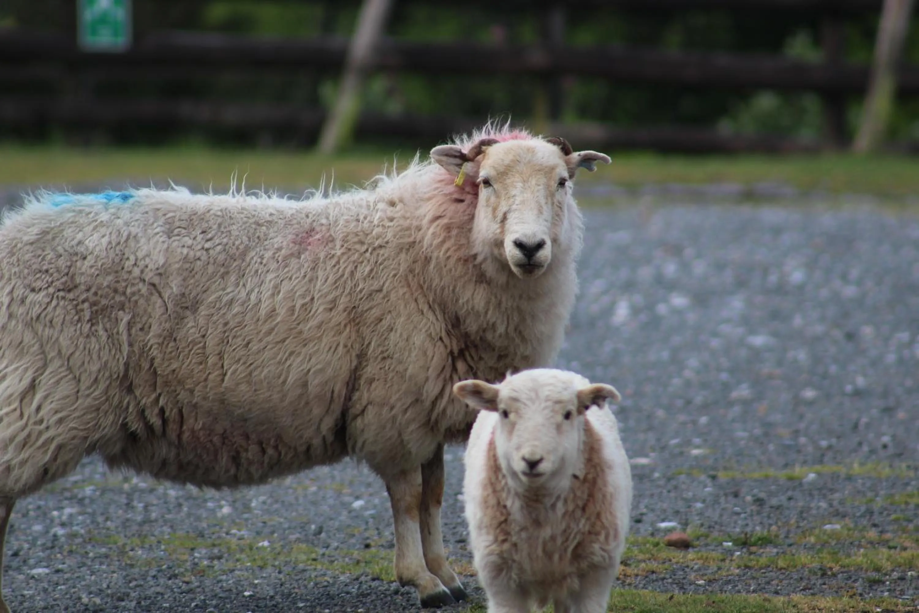 Animals in The Moorland Hotel