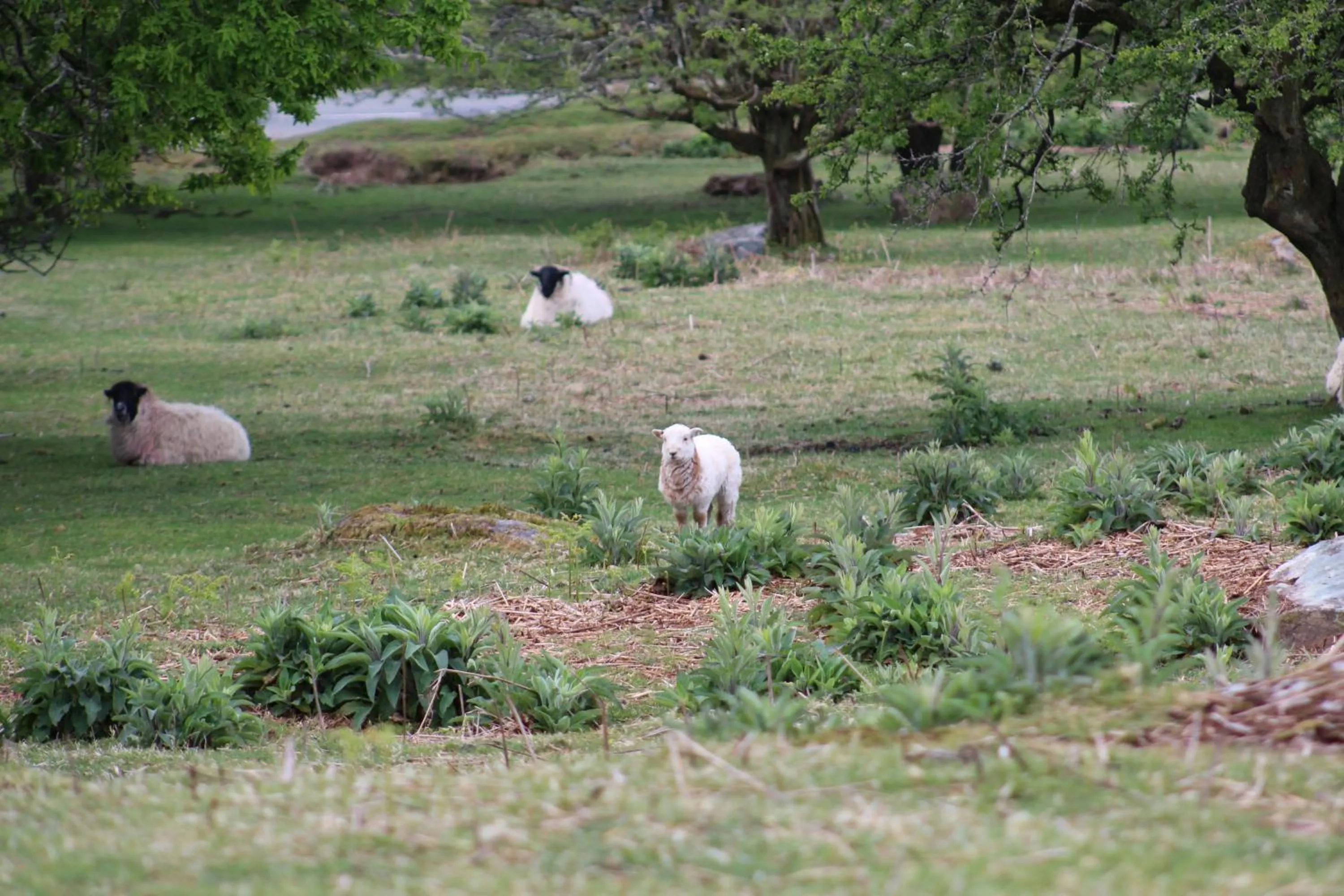 Animals in The Moorland Hotel
