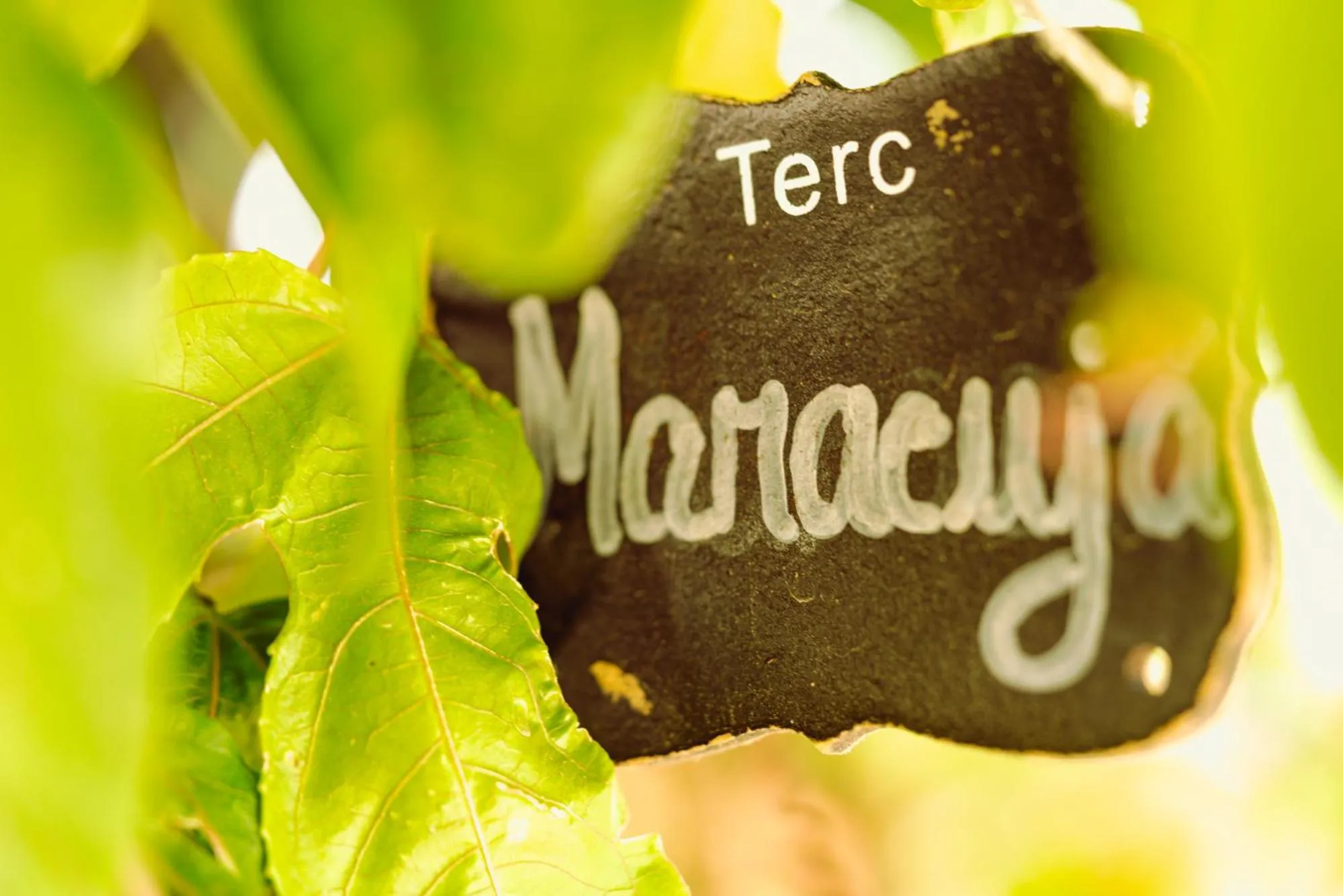 4Ever Palace Design&Nature