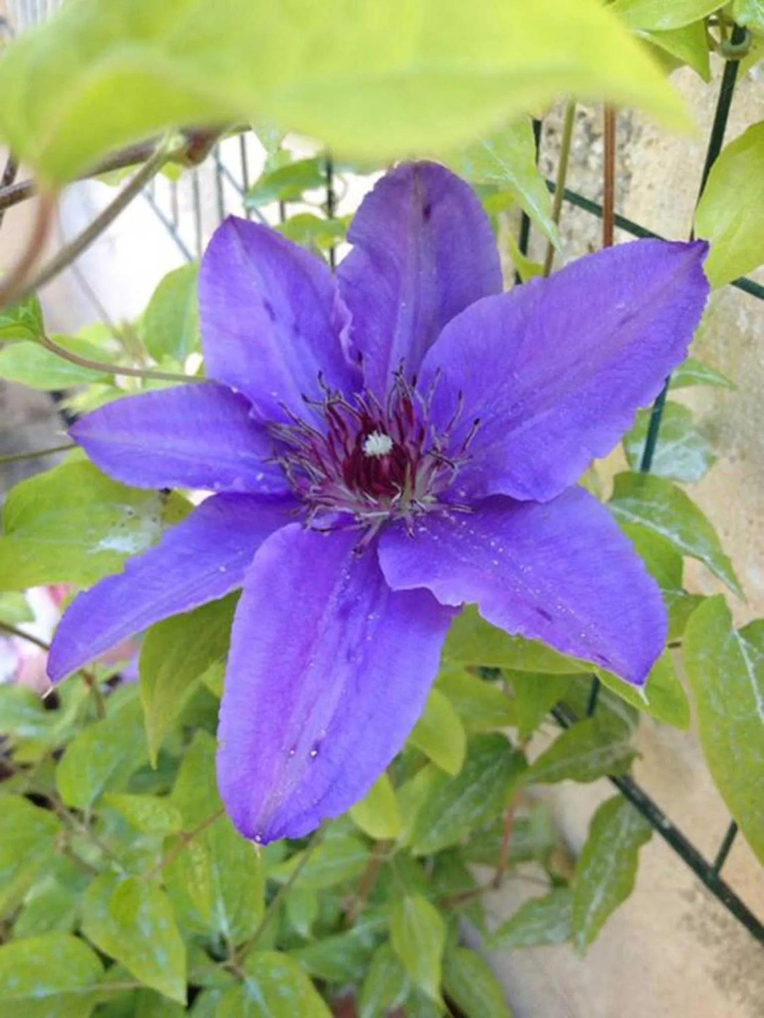 Garden in B&B Le Vele