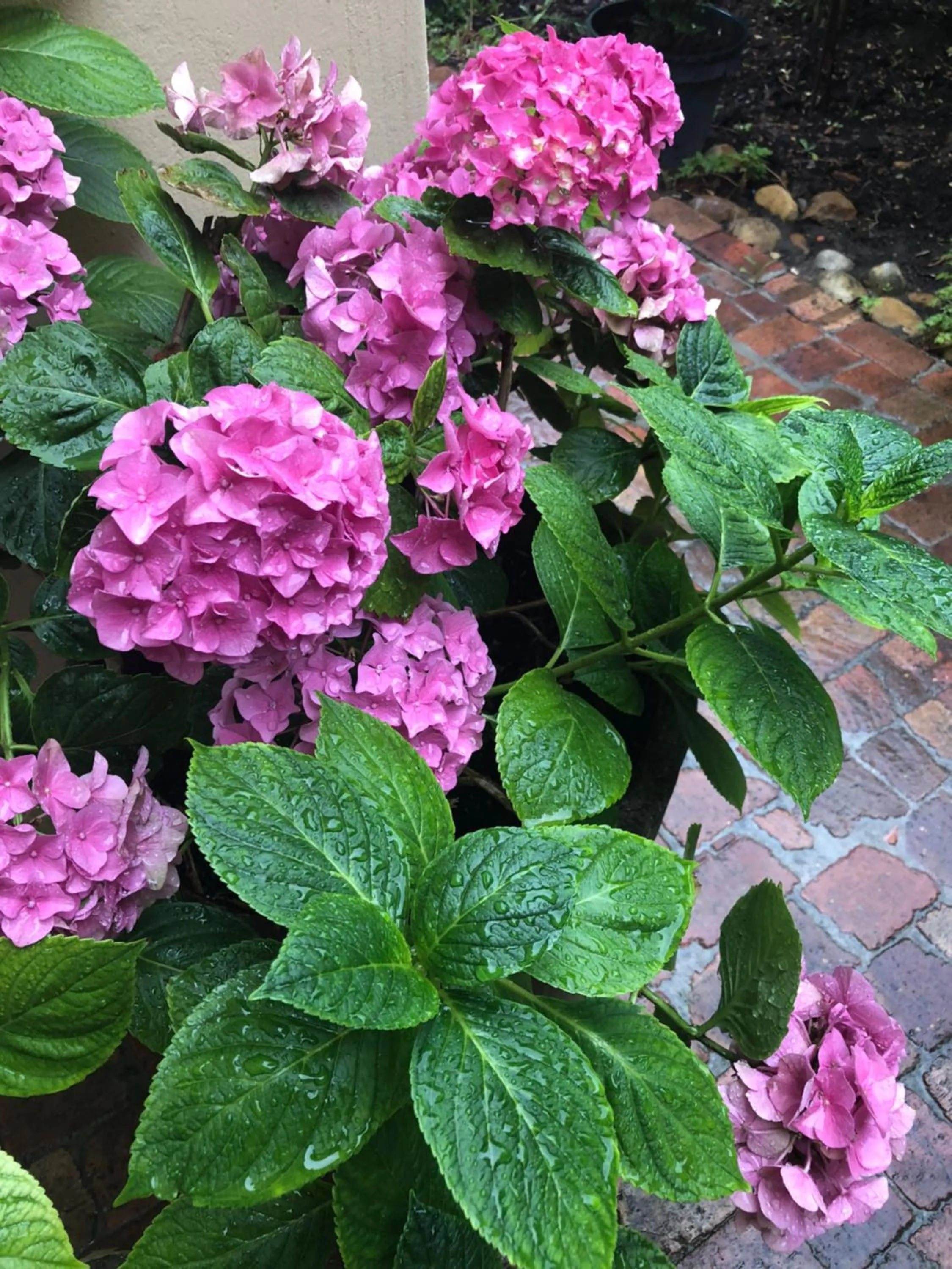 Garden in 10 Alexander B&B