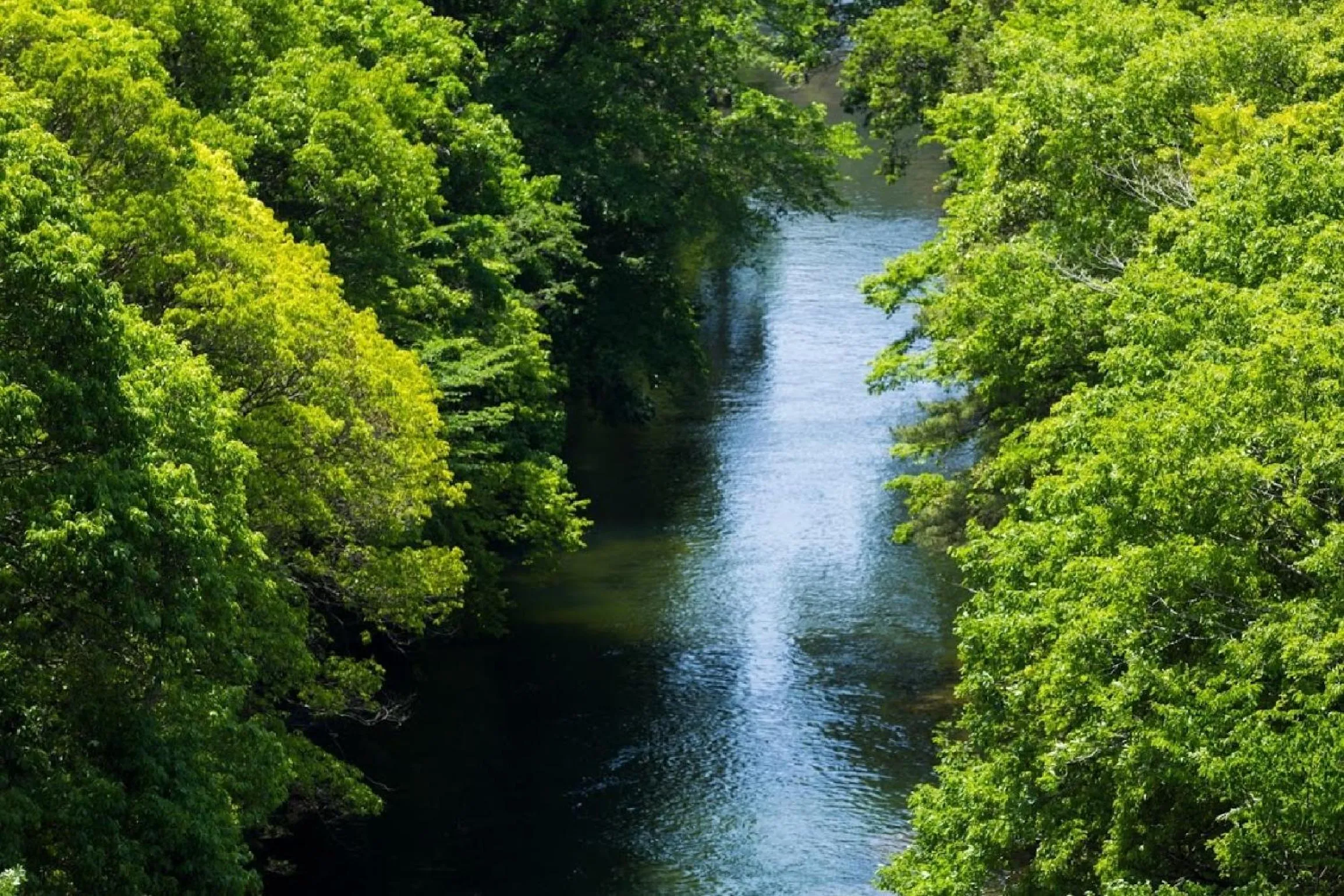 Summer in Hazu Gassyo