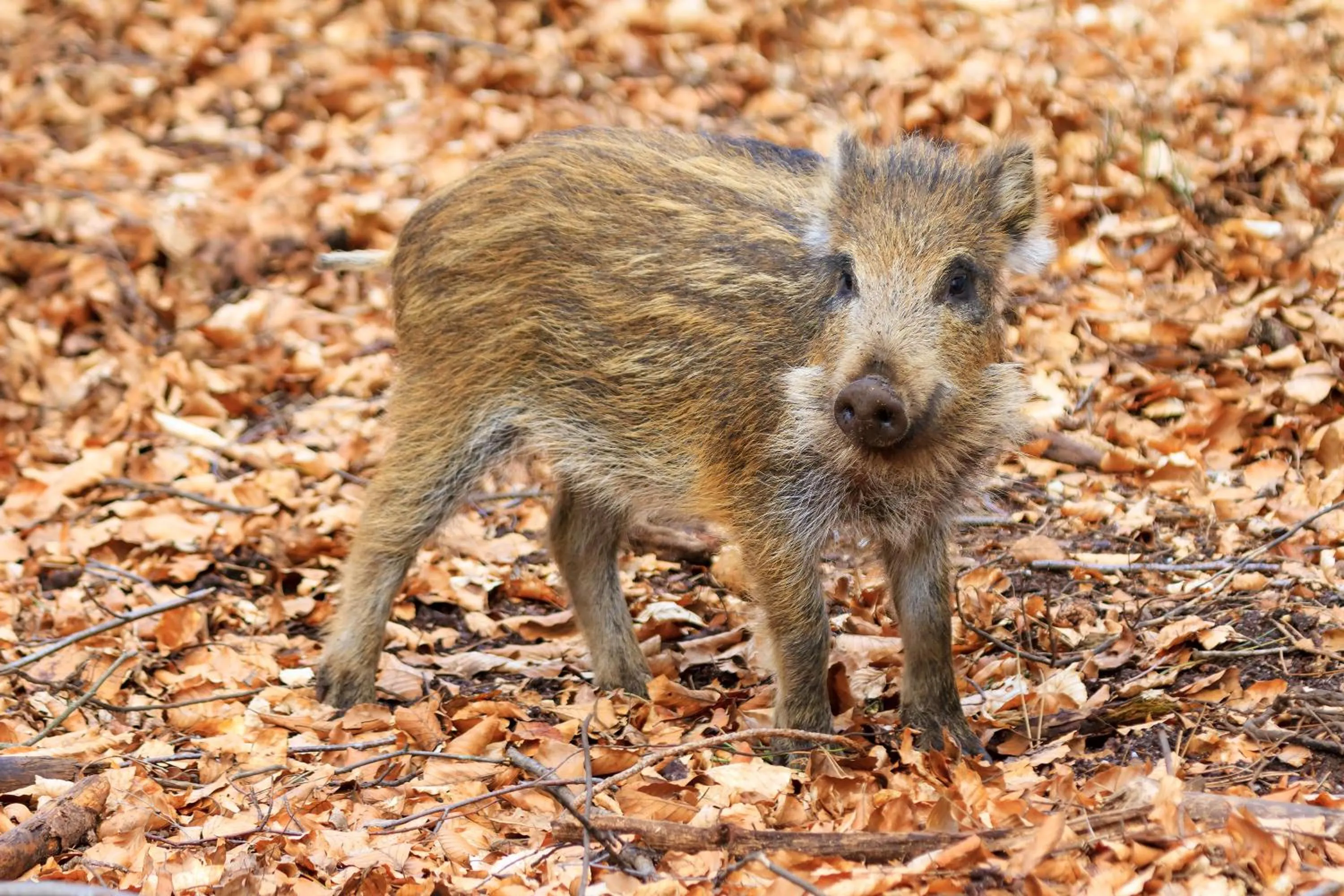 Nearby landmark in Human & Horse Hotel
