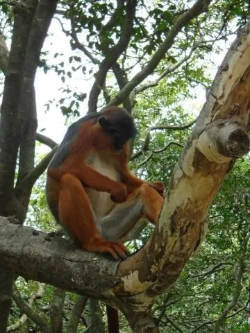 Natural landscape in Ocean Villa Heights