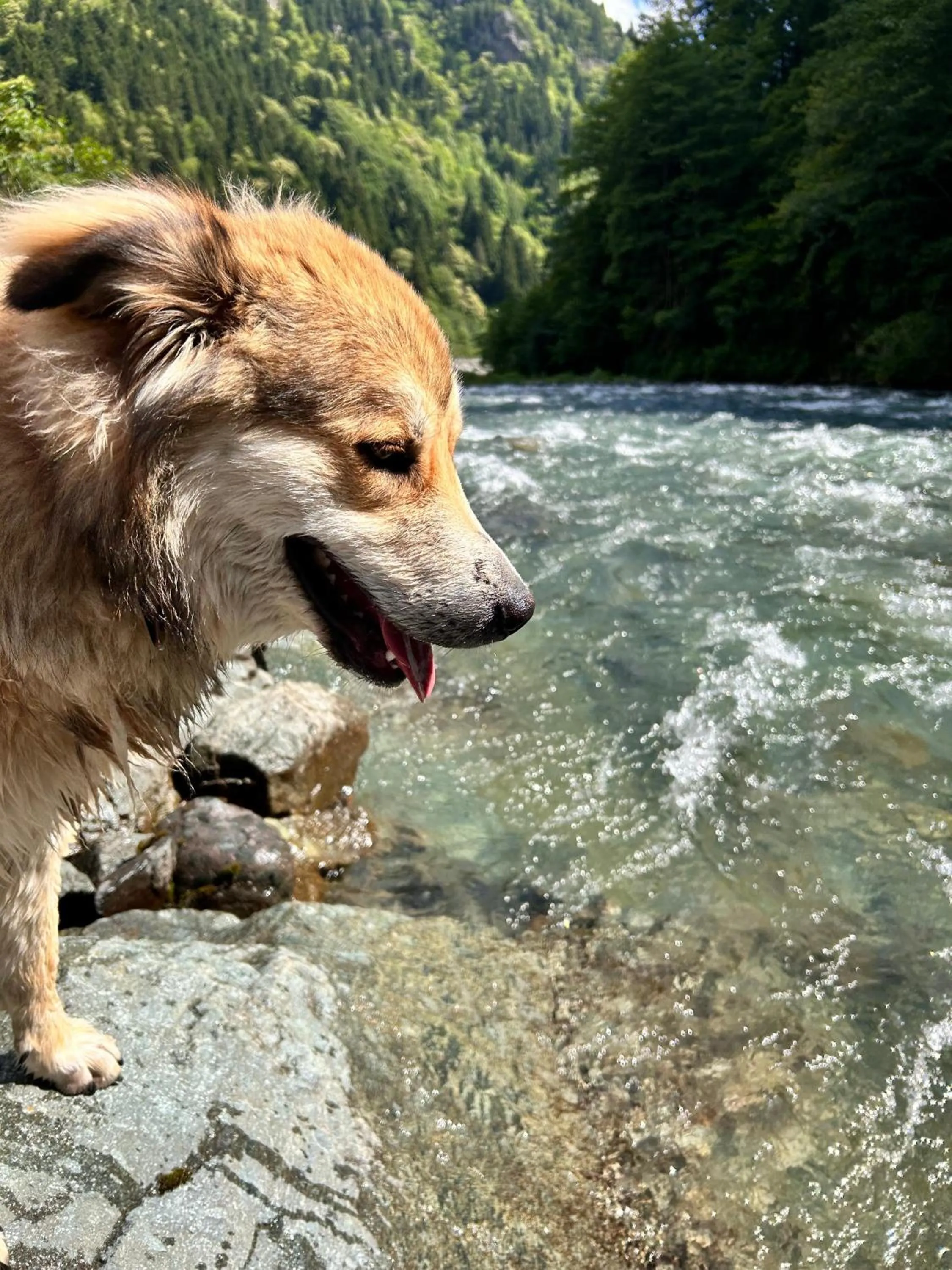 Meydan Şelale Dağ Evi