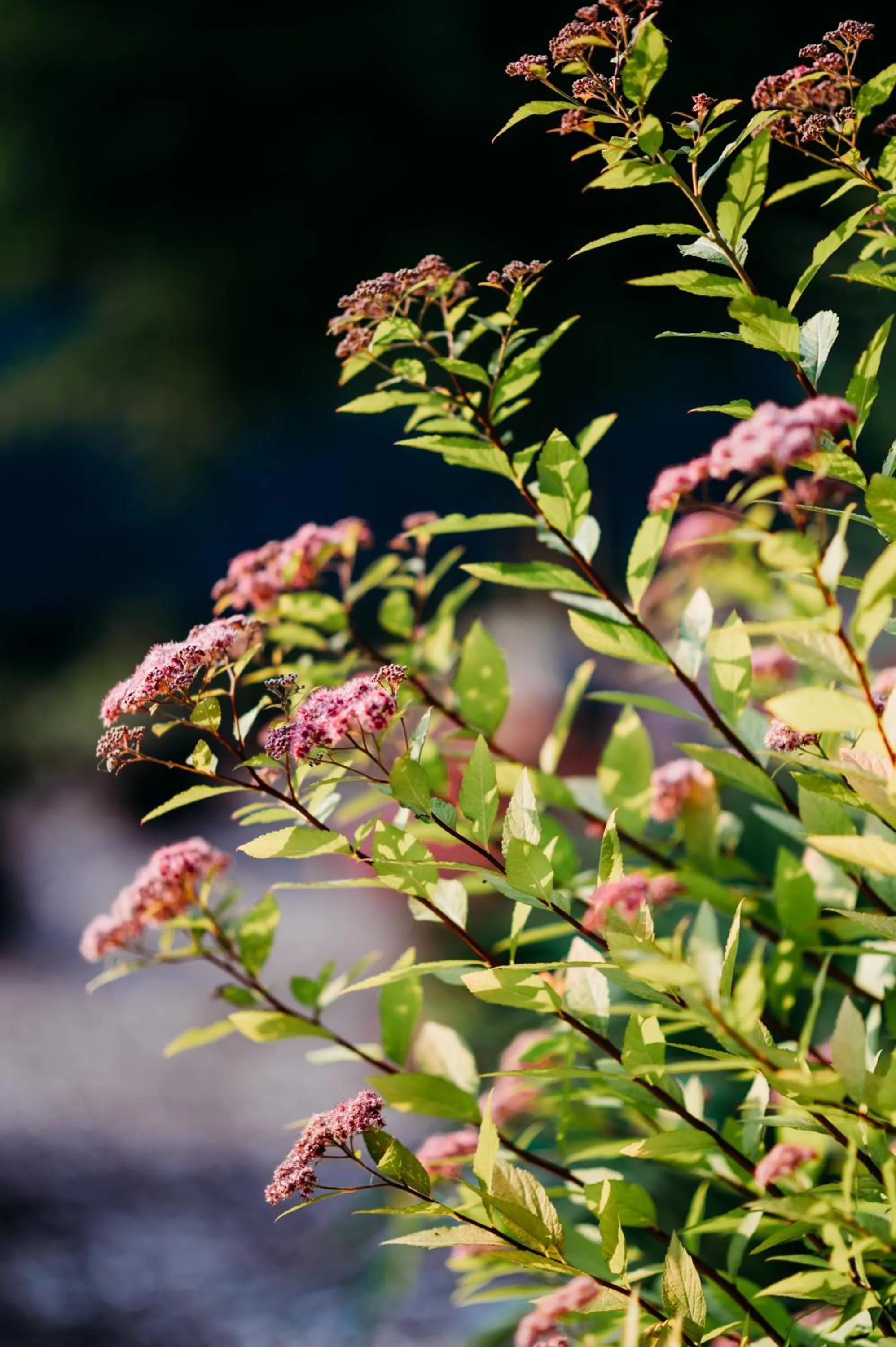 Garden in Beacon Hermitage
